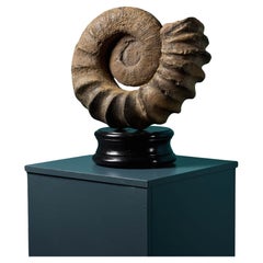 Antique Large Natural Tropaeum Ammonite Fossil