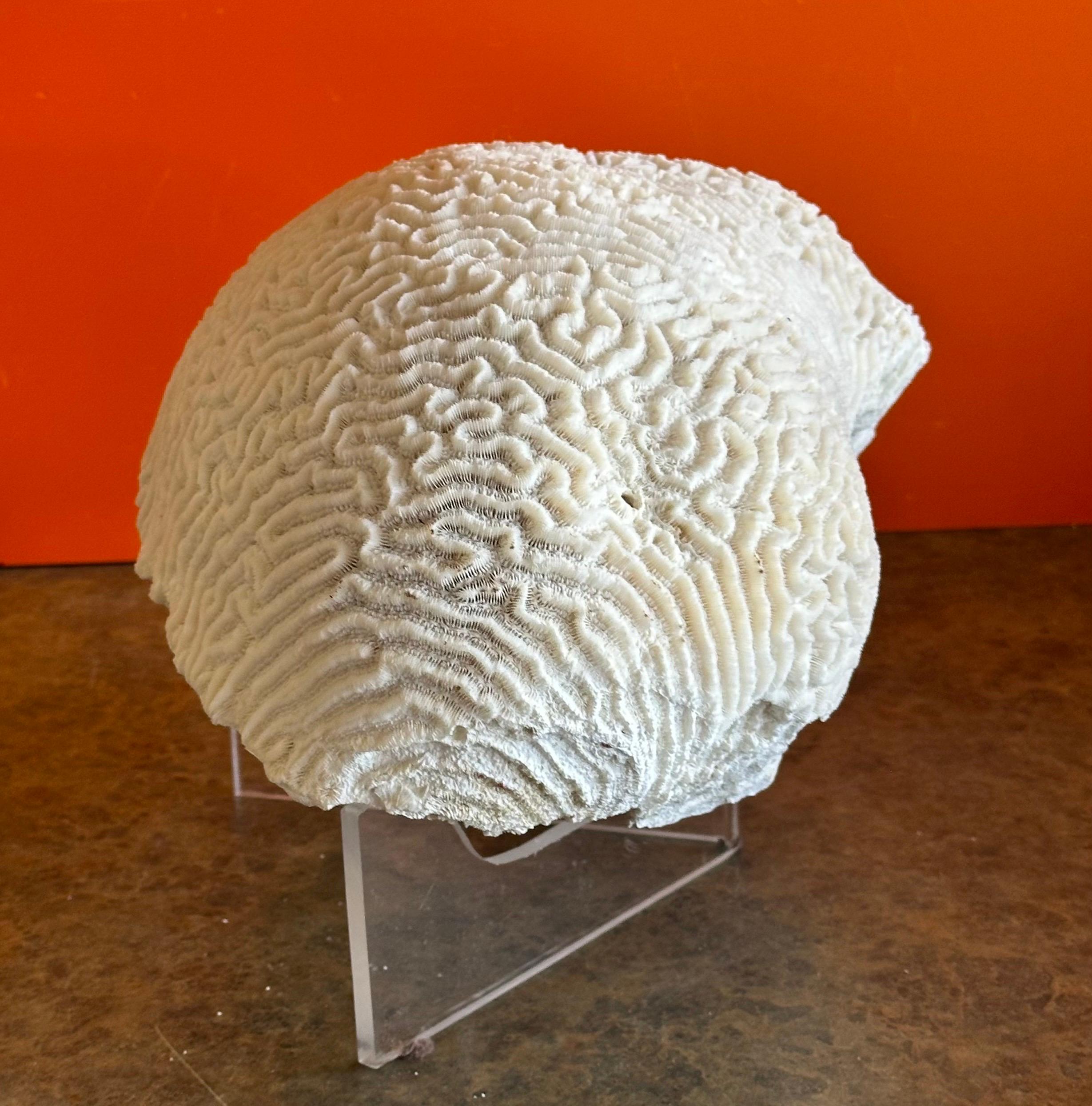 Grande esemplare di corallo marino bianco naturale 