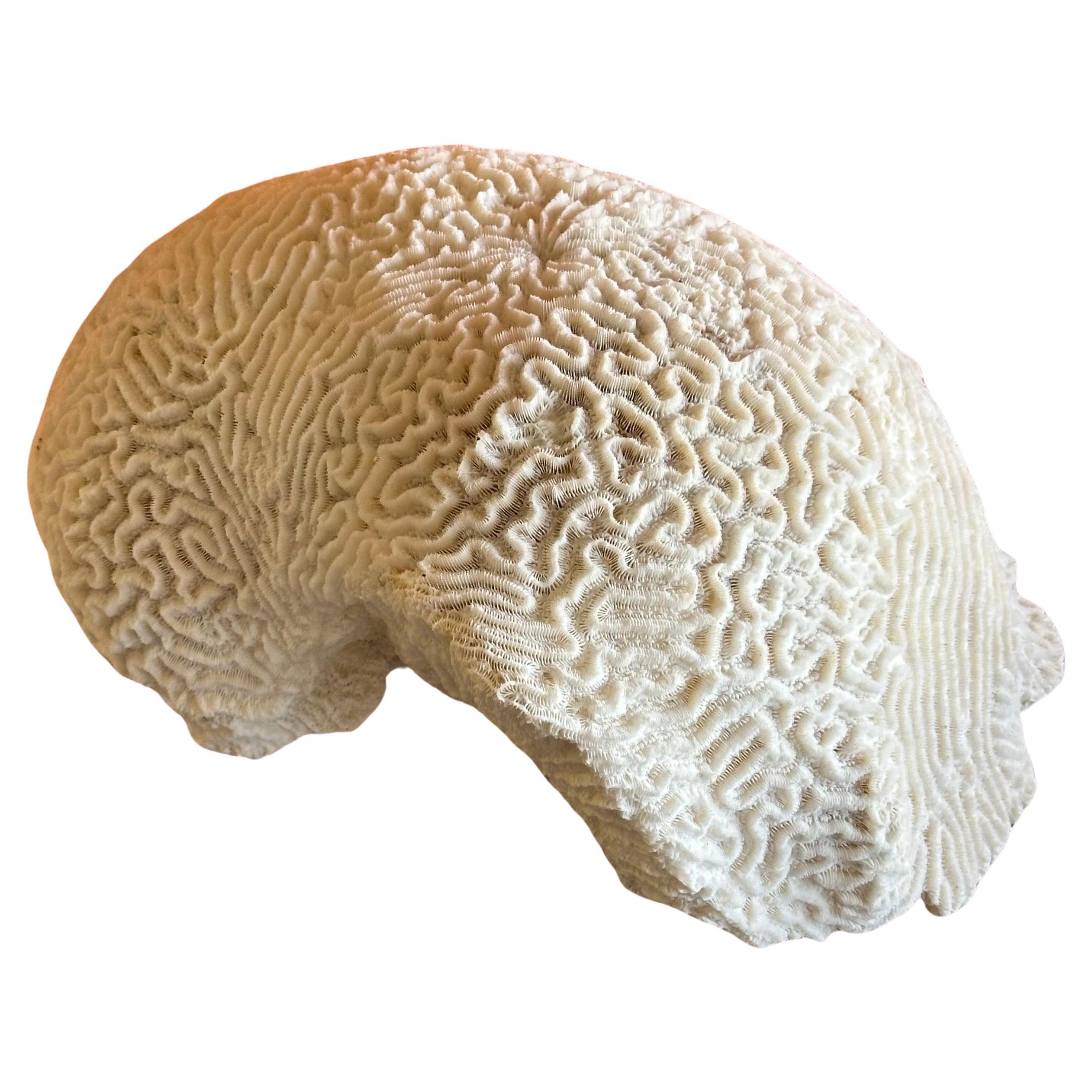 Grande esemplare di corallo marino bianco naturale 