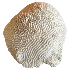 Grande esemplare di corallo marino bianco naturale "Brain" su supporto in lucite