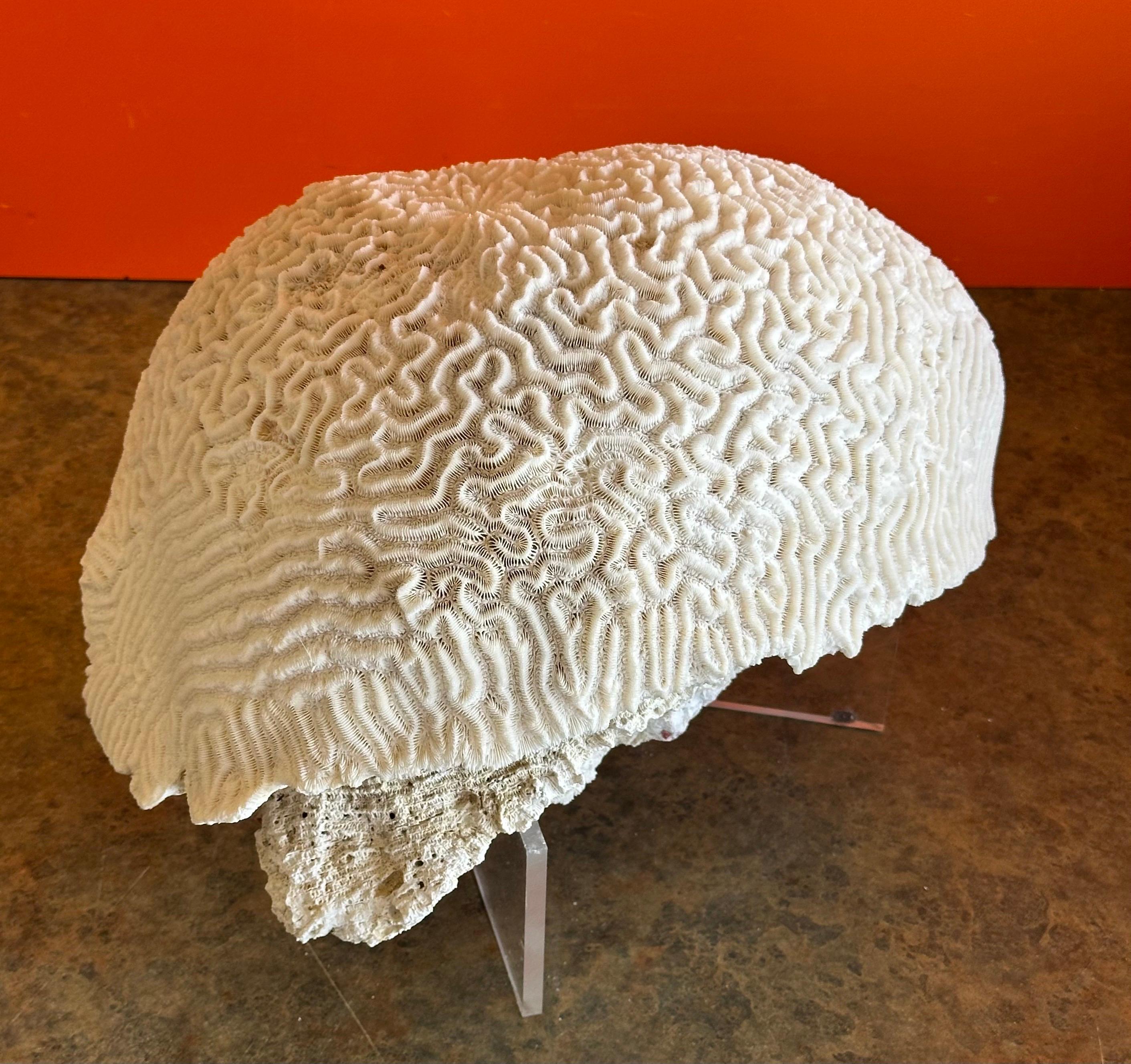 immagini corallo marino