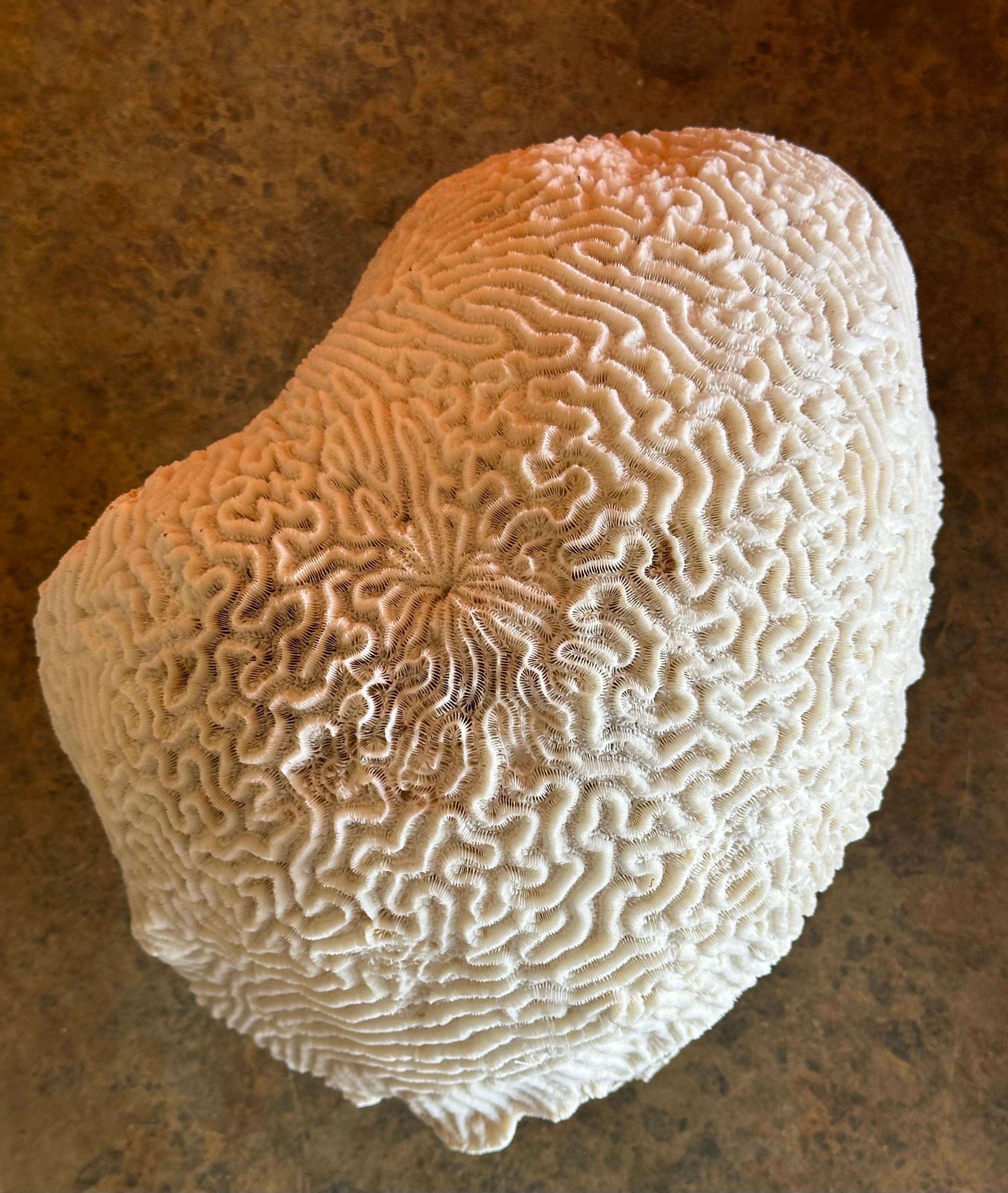 Grande esemplare di corallo marino bianco naturale 