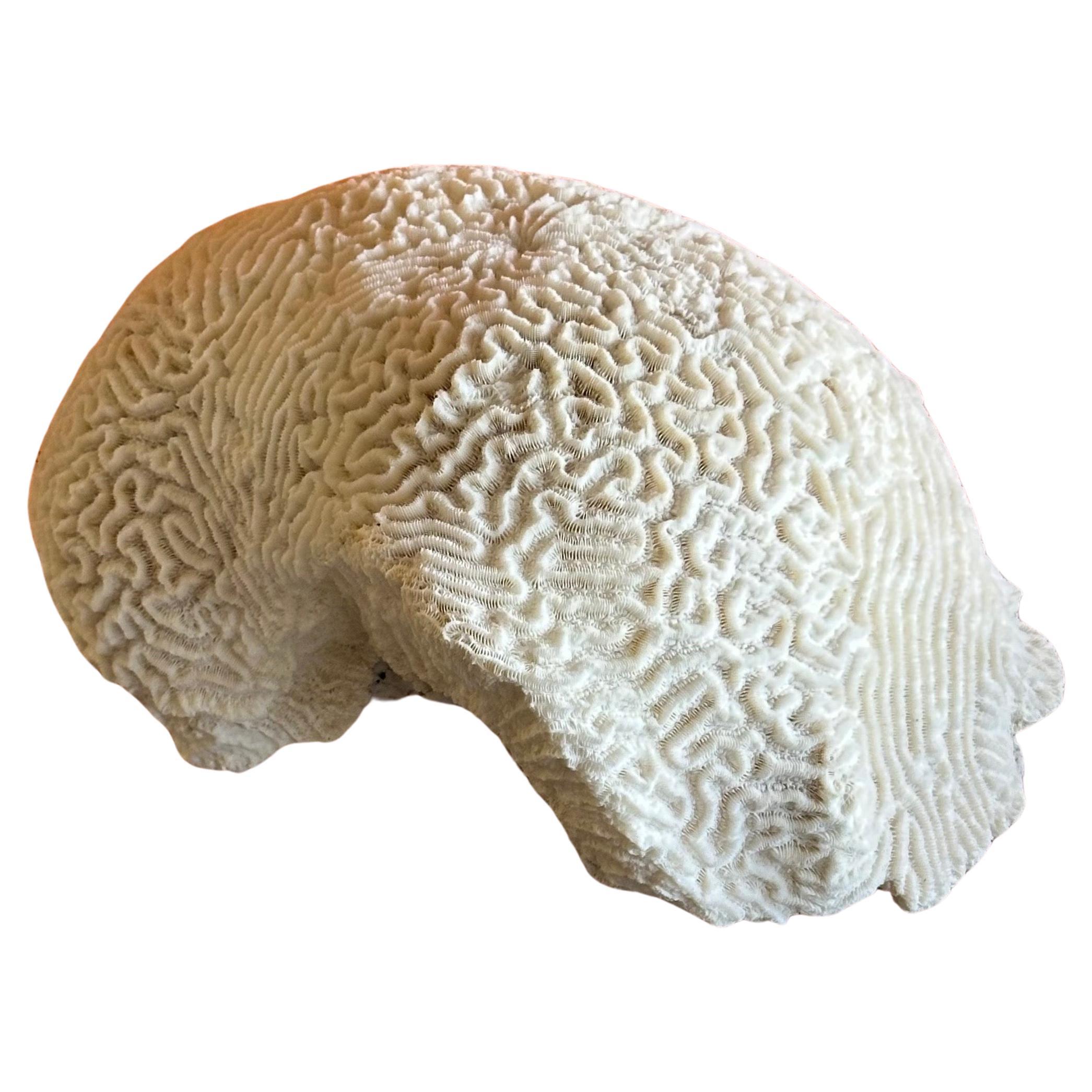 Large Natural White "Brain" Sea Coral Specimen on Lucite Stand