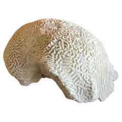 Gran espécimen de coral marino blanco natural "cerebro" en soporte de lucita