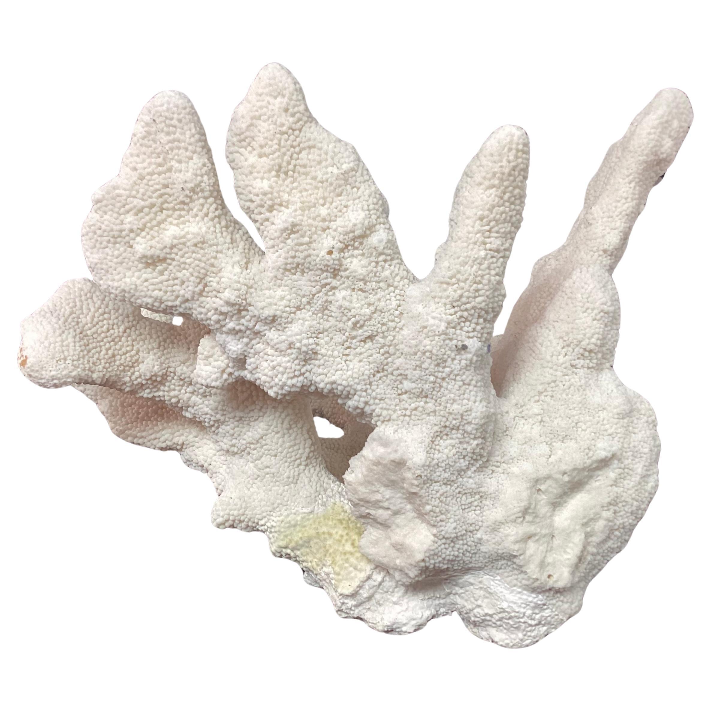Large Natural White Coral Reef Specimen #4 In Good Condition For Sale In Bradenton, FL