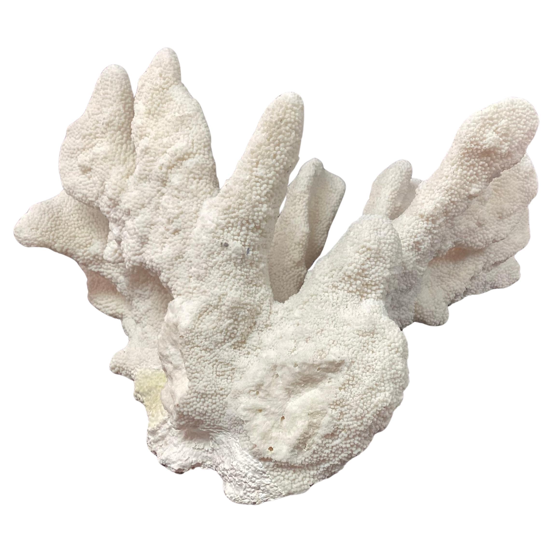 20th Century Large Natural White Coral Reef Specimen #4 For Sale