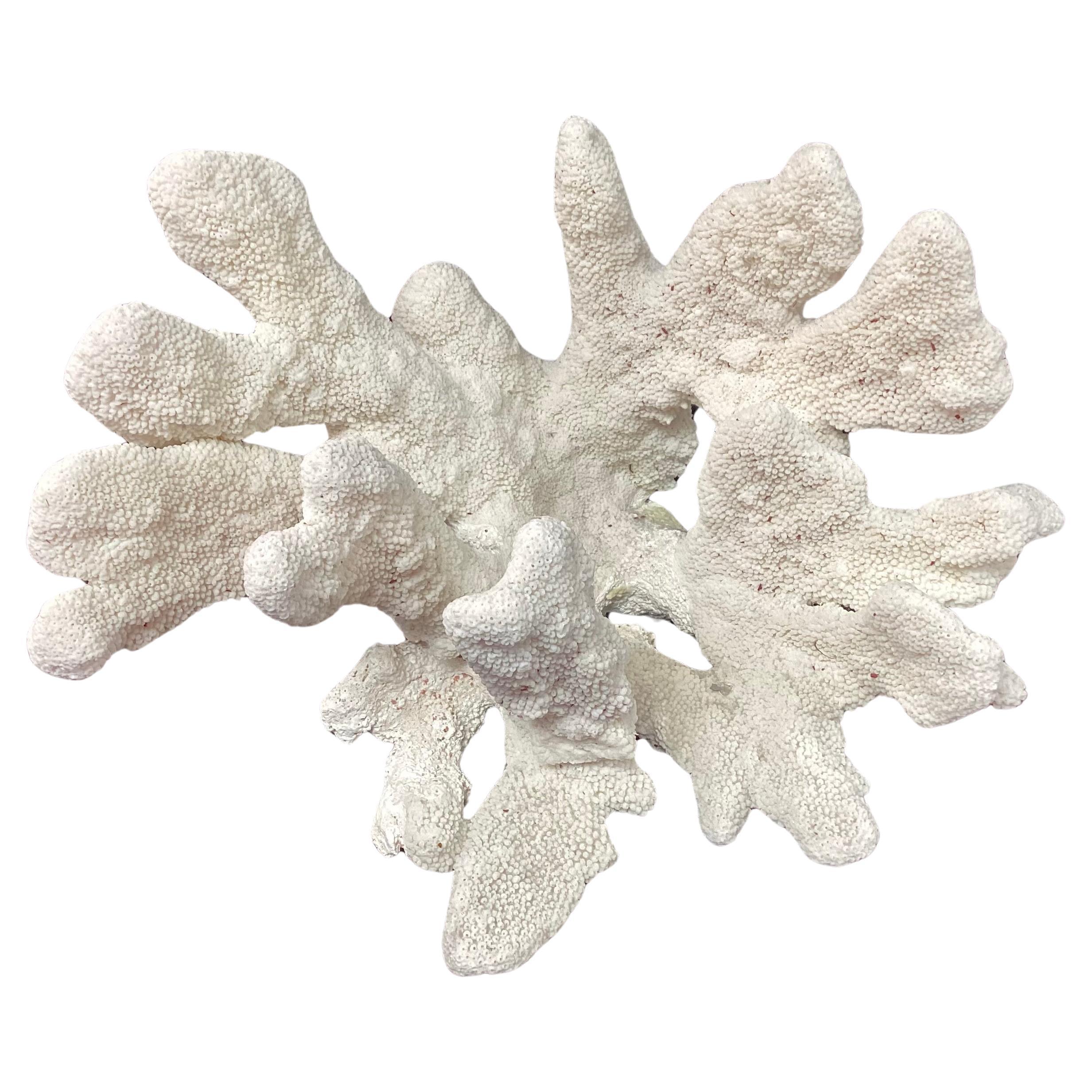Large Natural White Coral Reef Specimen #4 For Sale 2