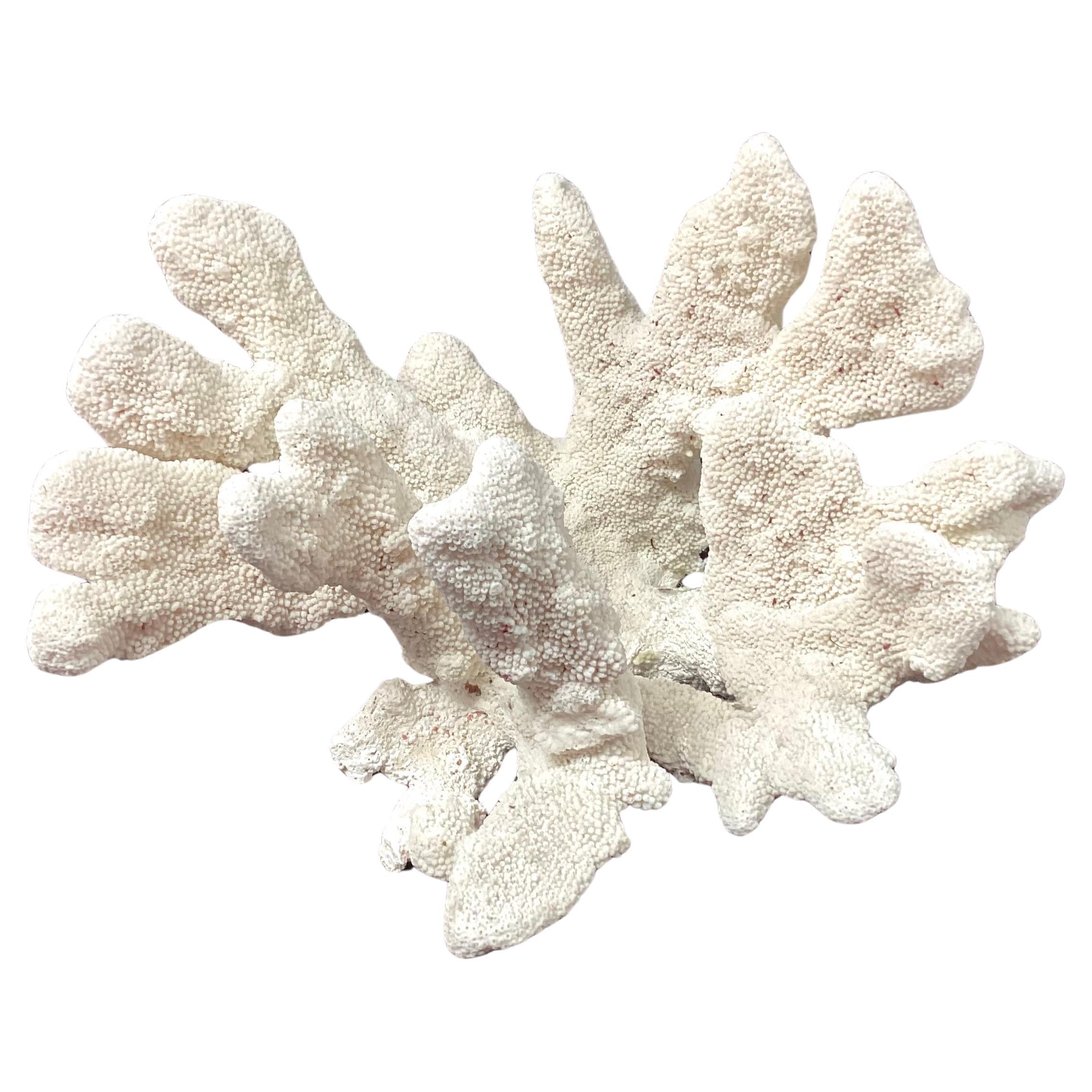 Großes natürliches weißes Korallenreef-Exemplar #4 im Angebot 3