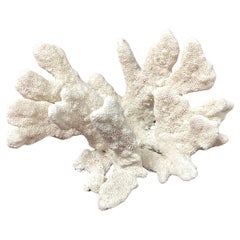 Gran espécimen de arrecife de coral blanco natural nº 4