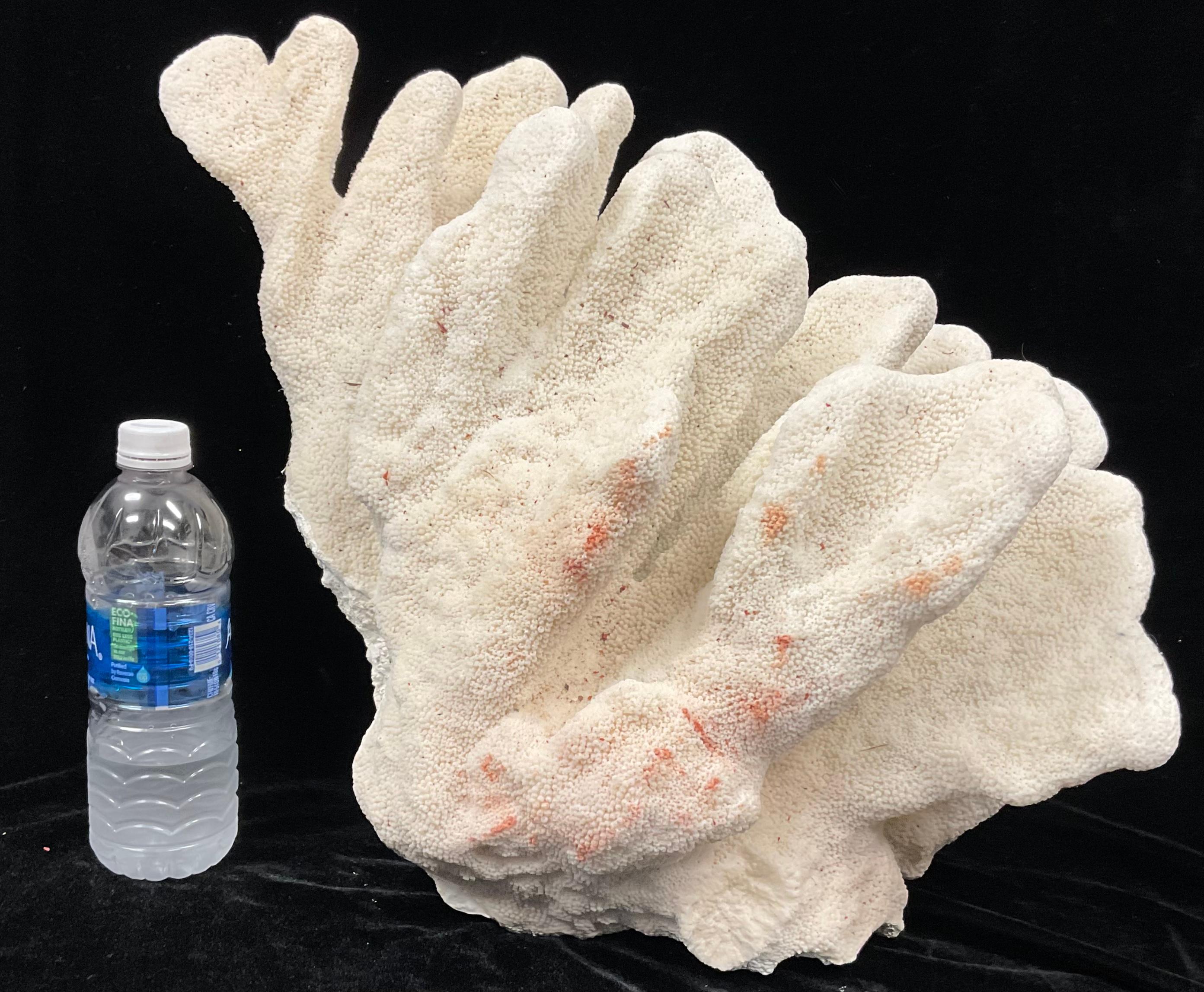 A rare natural white sea coral specimen. Color is a natural white. Flat underside for easy display. This specimen is a great size for displaying in any decor.