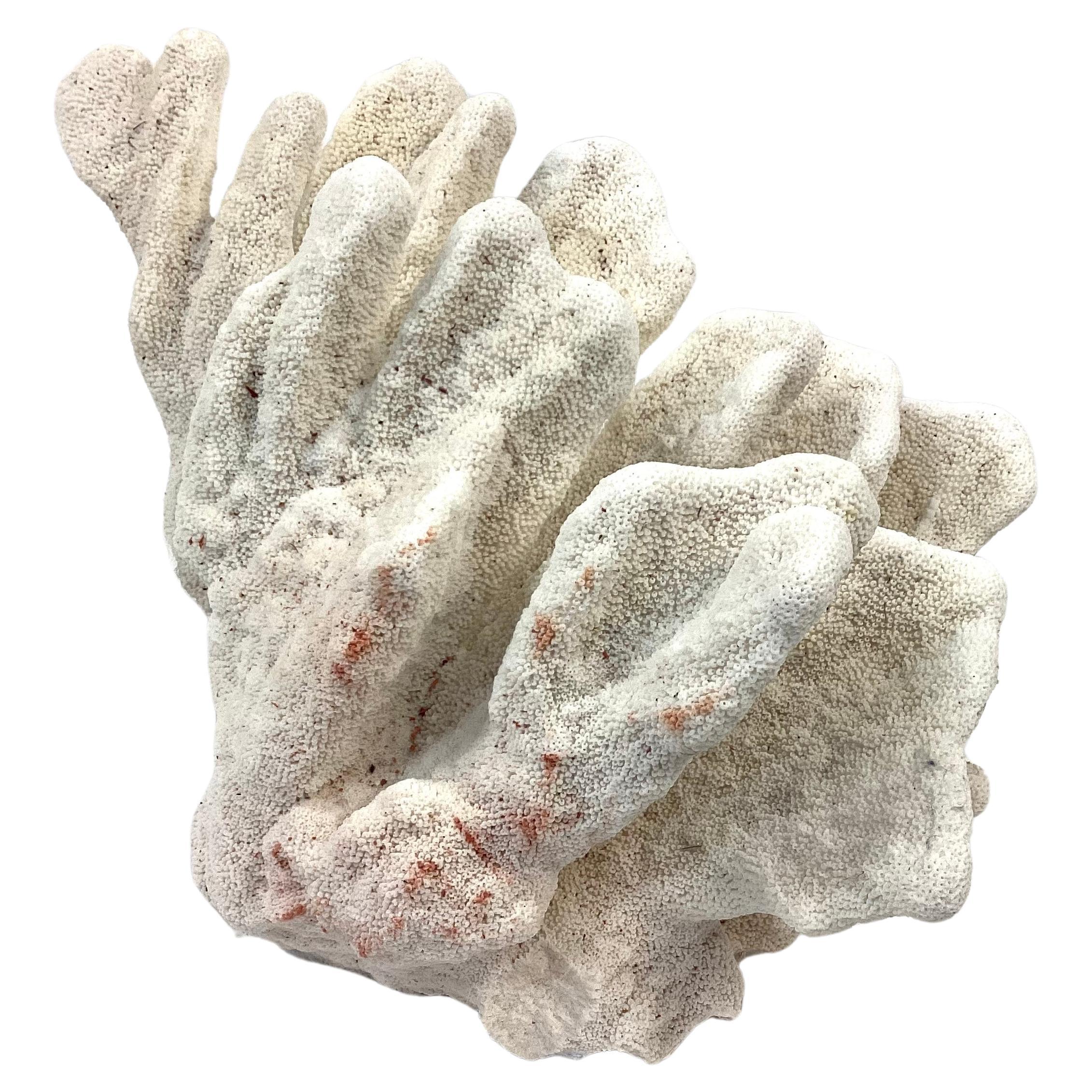 Organic Modern Large Natural White Coral Reef Specimen #6 For Sale