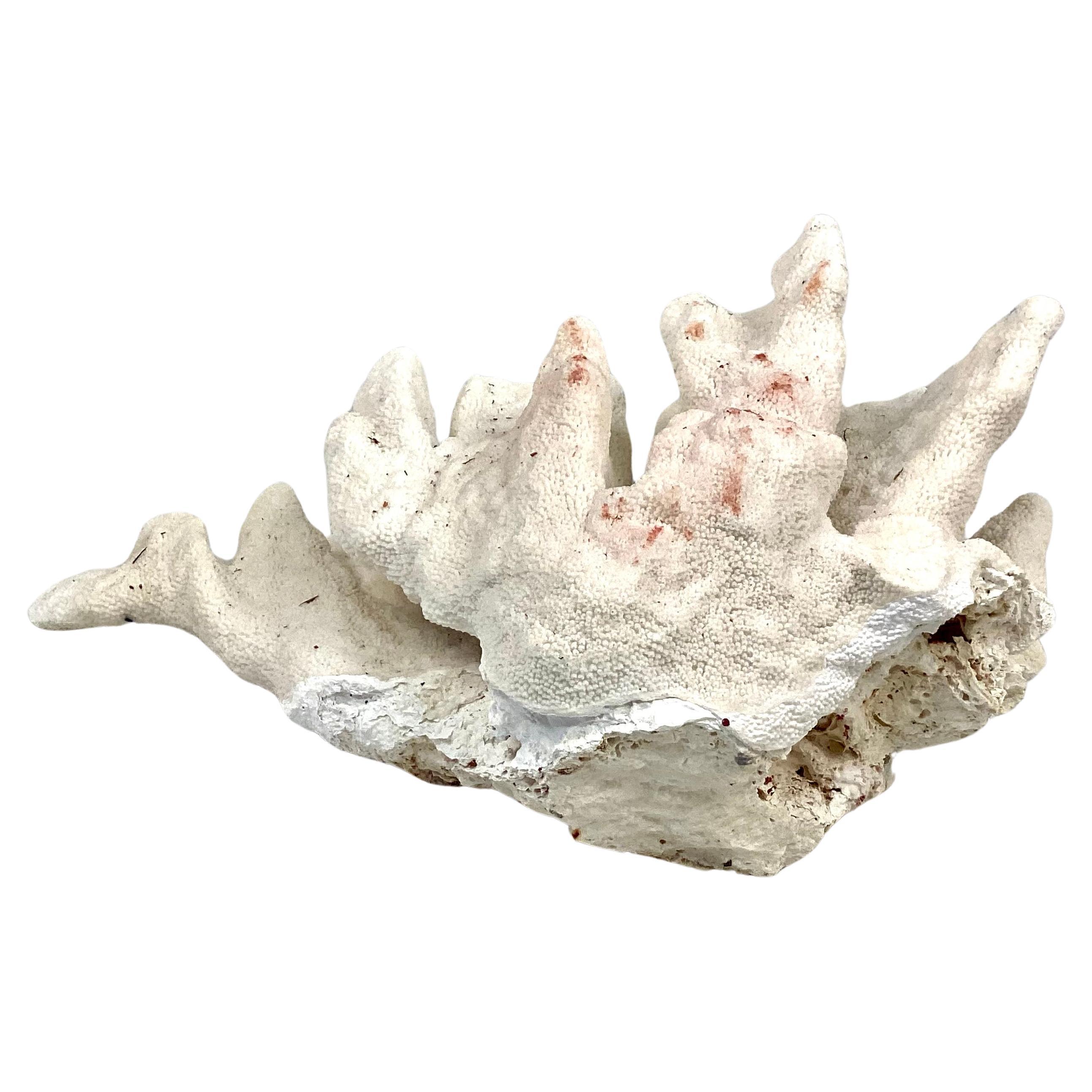 Large Natural White Coral Reef Specimen #6 In Good Condition For Sale In Bradenton, FL