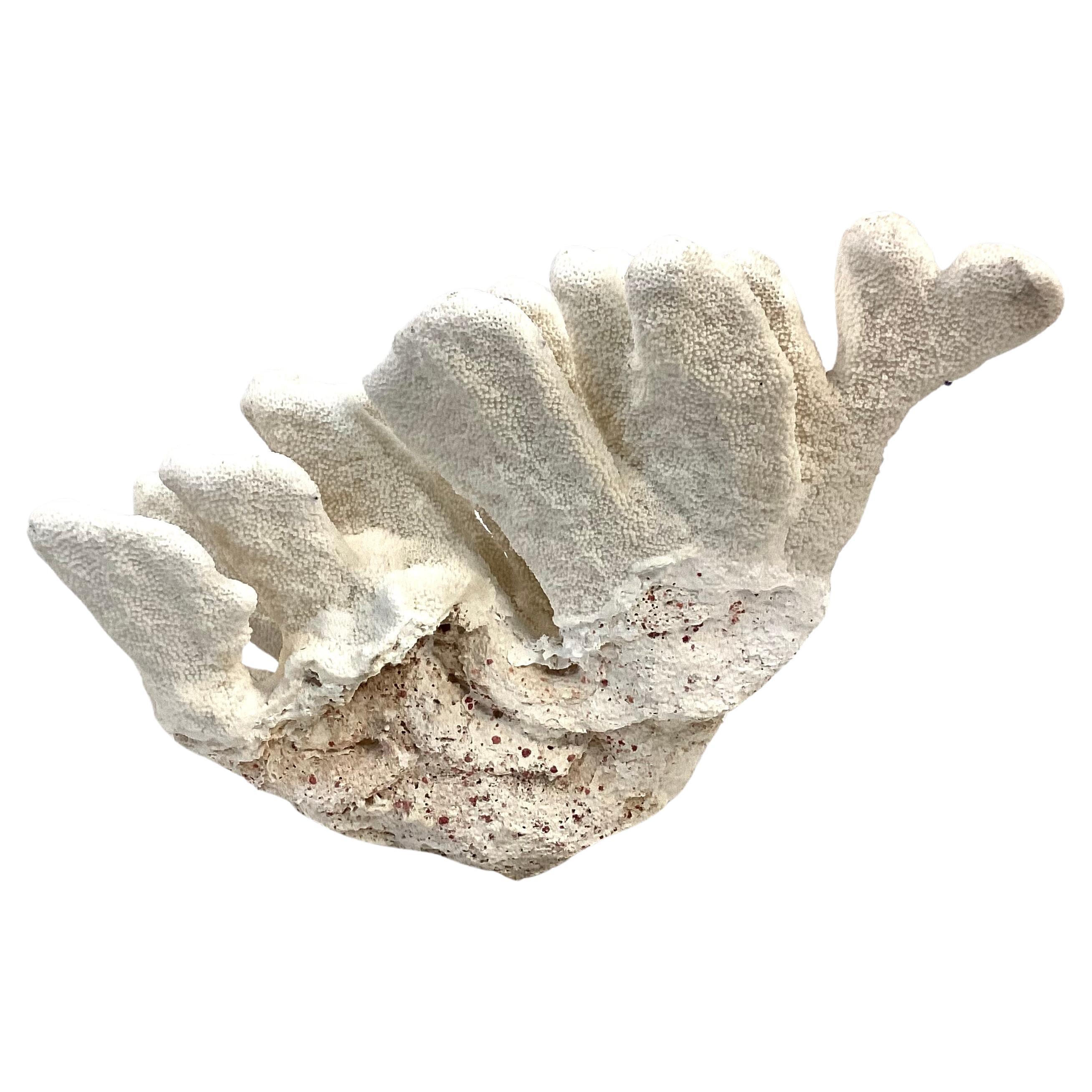 20th Century Large Natural White Coral Reef Specimen #6 For Sale