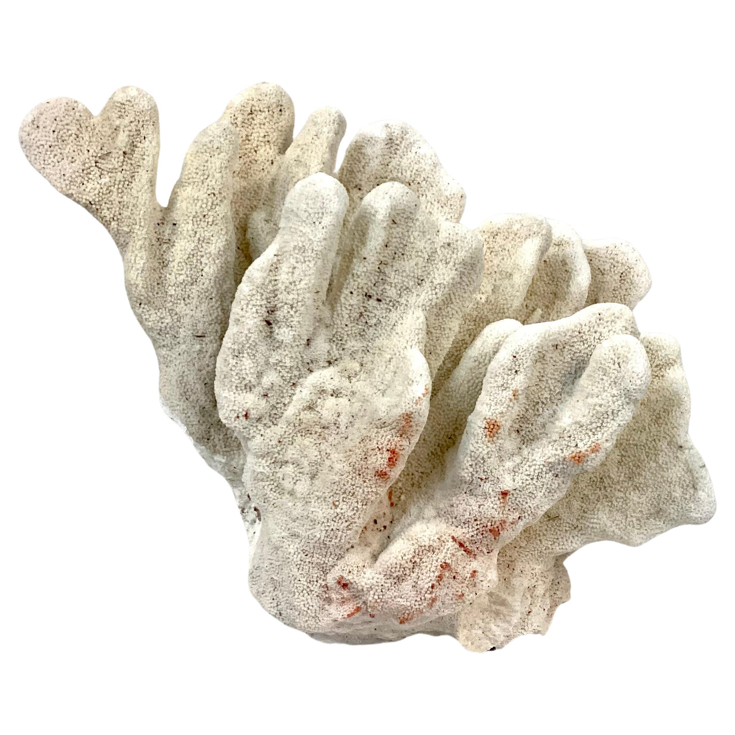 Large Natural White Coral Reef Specimen #6 For Sale