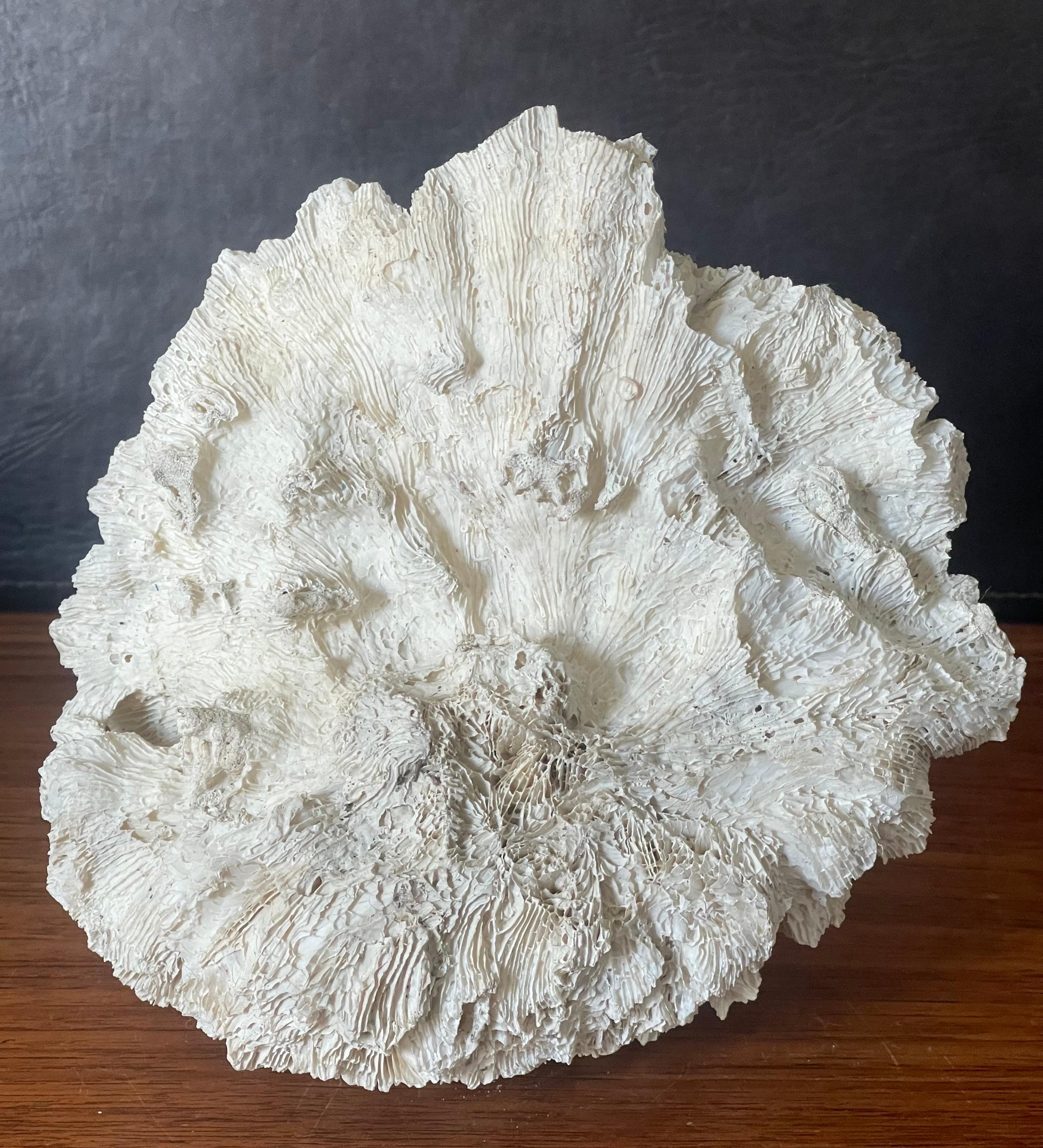 Large Natural White Sea Coral Specimen 3