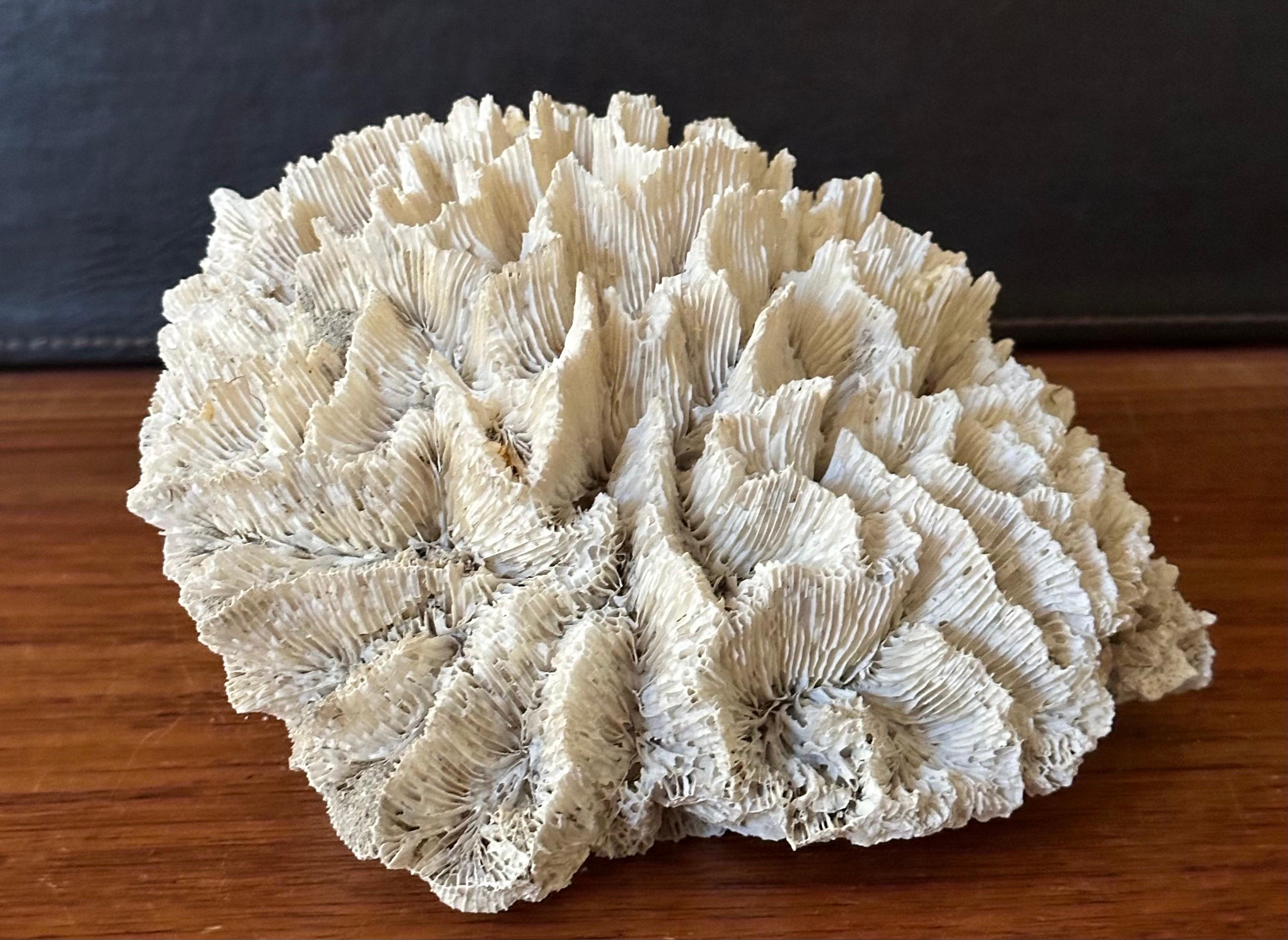 Gran espécimen de coral marino blanco natural en venta 3
