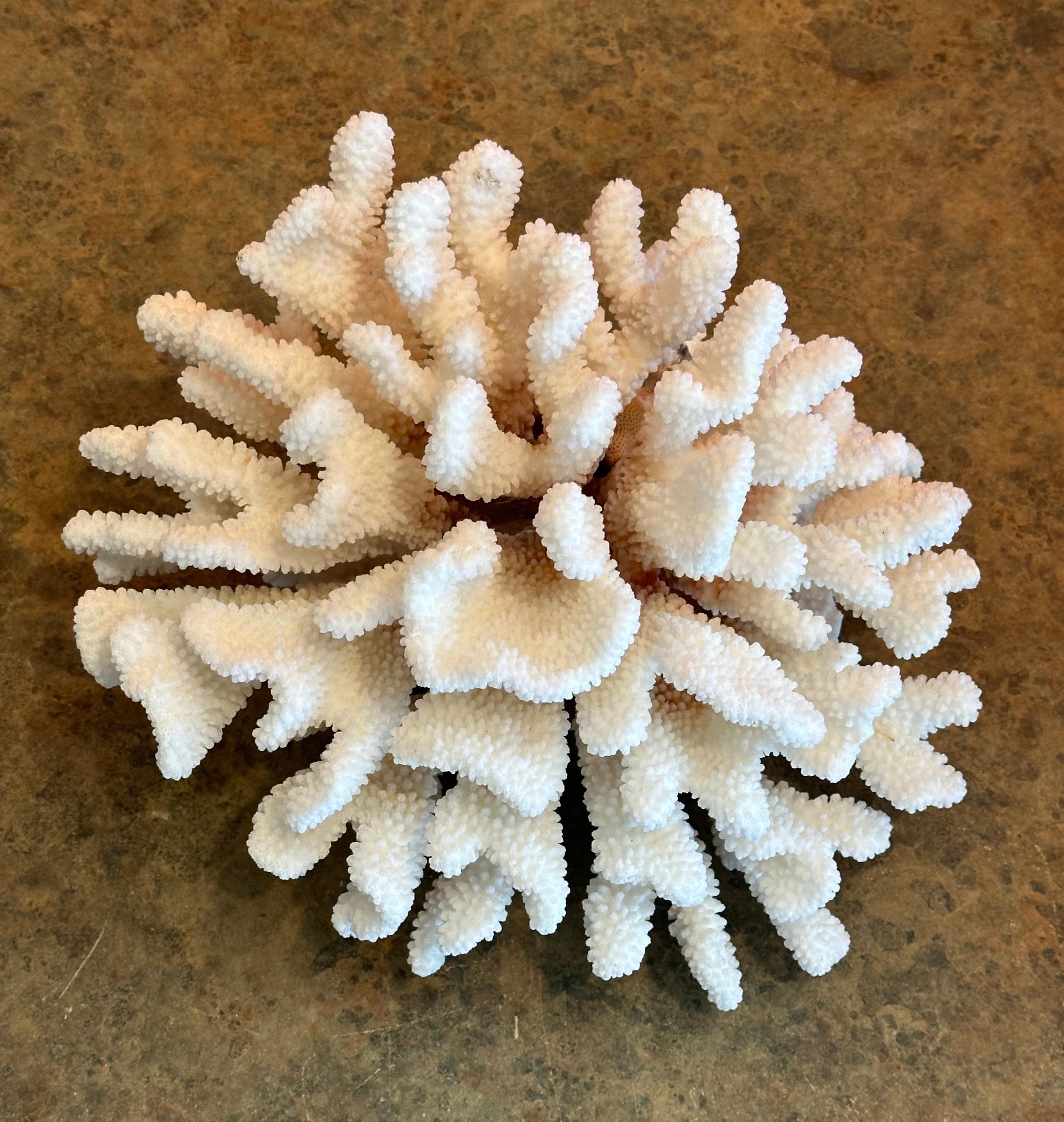 Grande esemplare di corallo marino bianco naturale 3