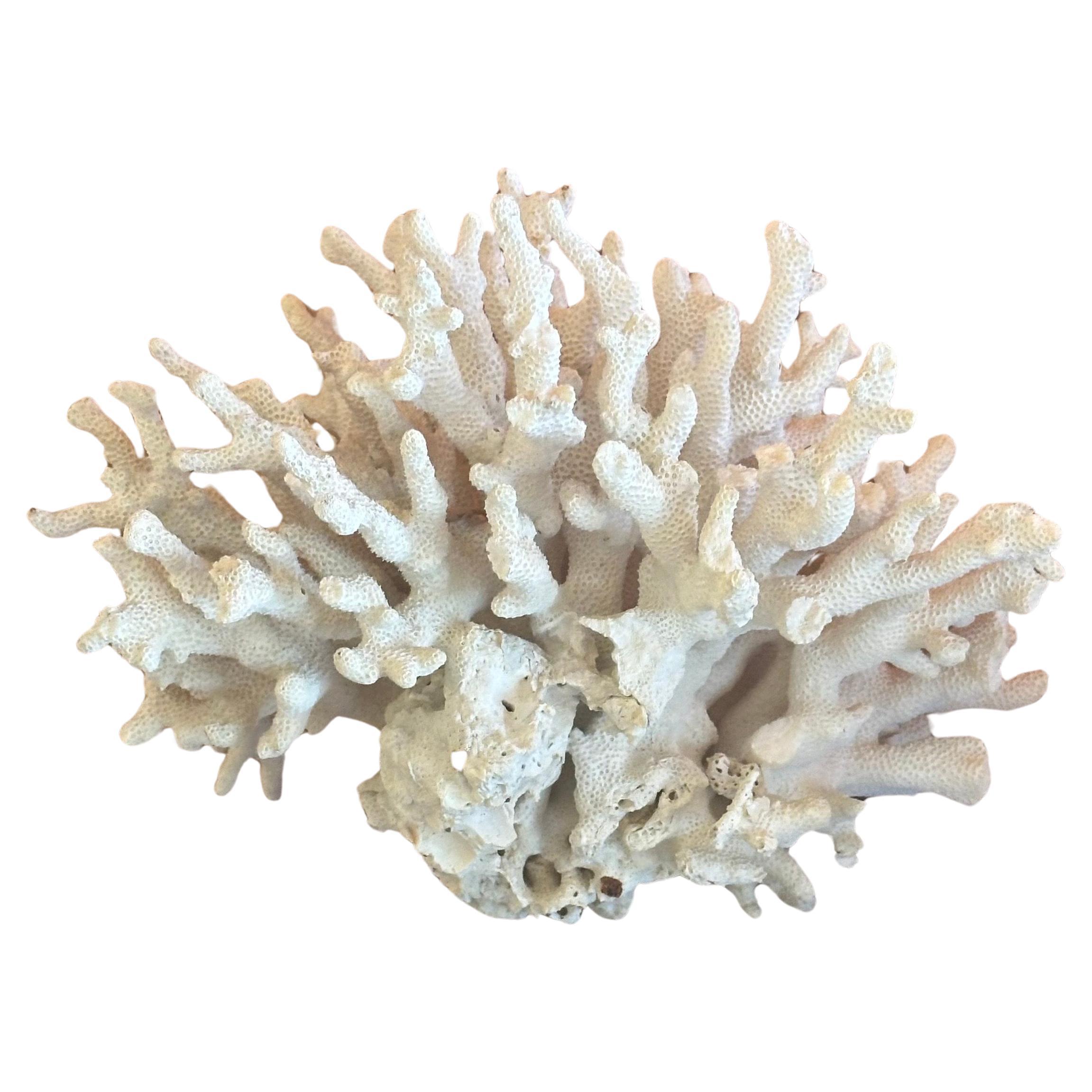 Large Natural White Sea Coral Specimen For Sale 4