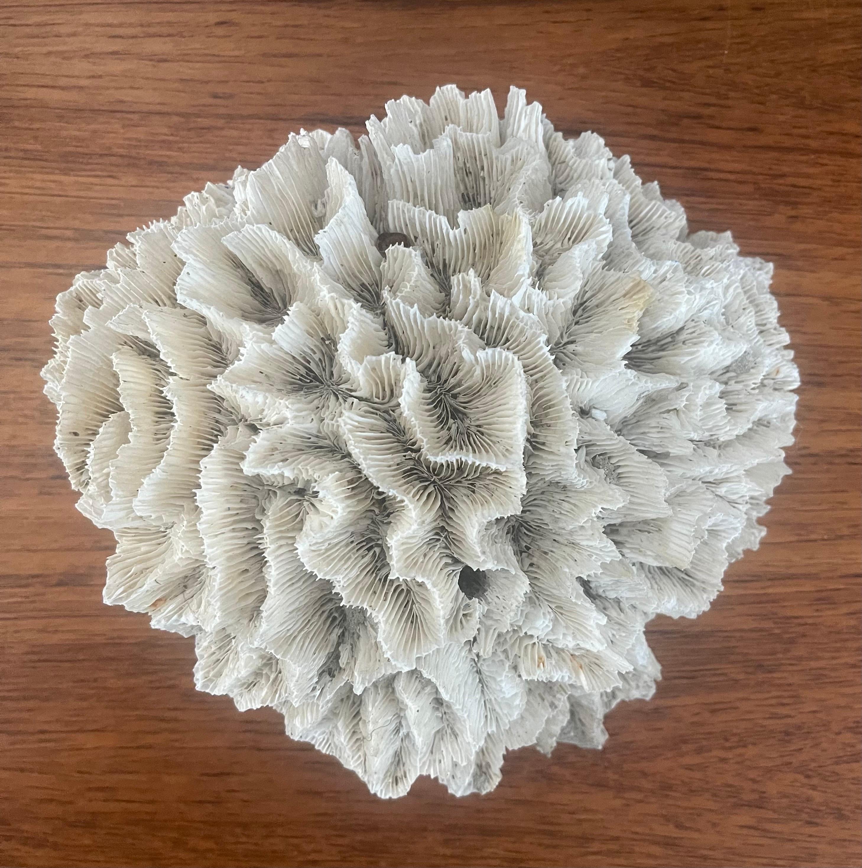 Large Natural White Sea Coral Specimen 4
