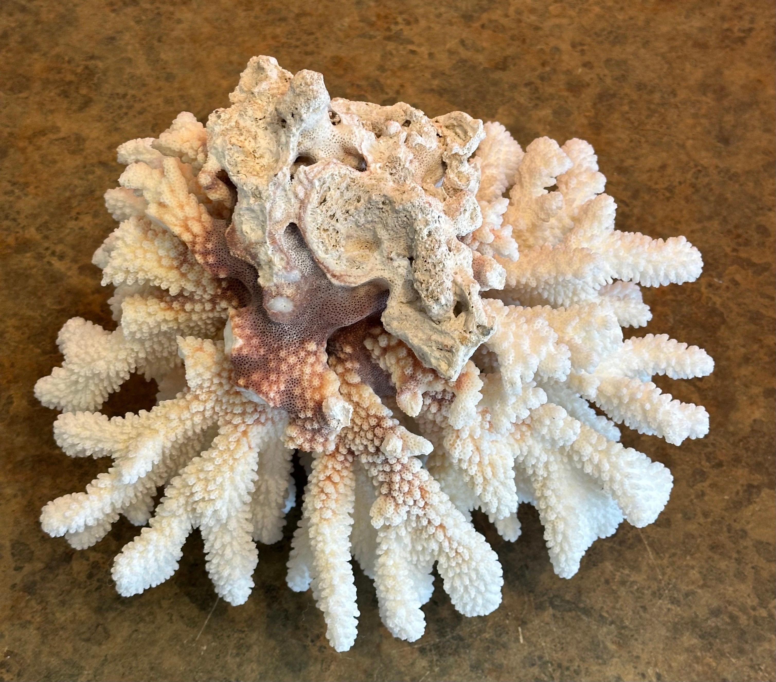 Grande esemplare di corallo marino bianco naturale 4