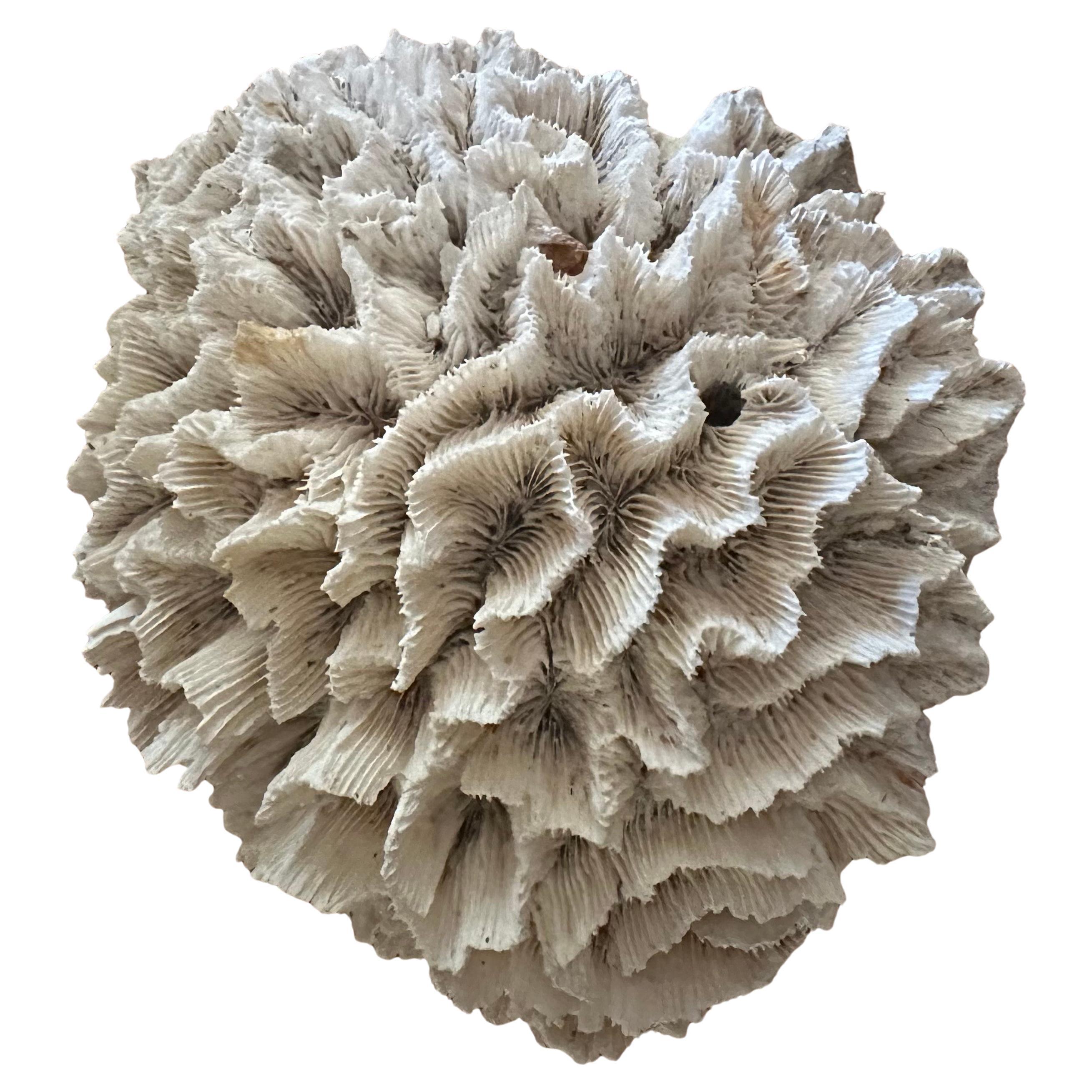 Gran espécimen de coral marino blanco natural en venta 5