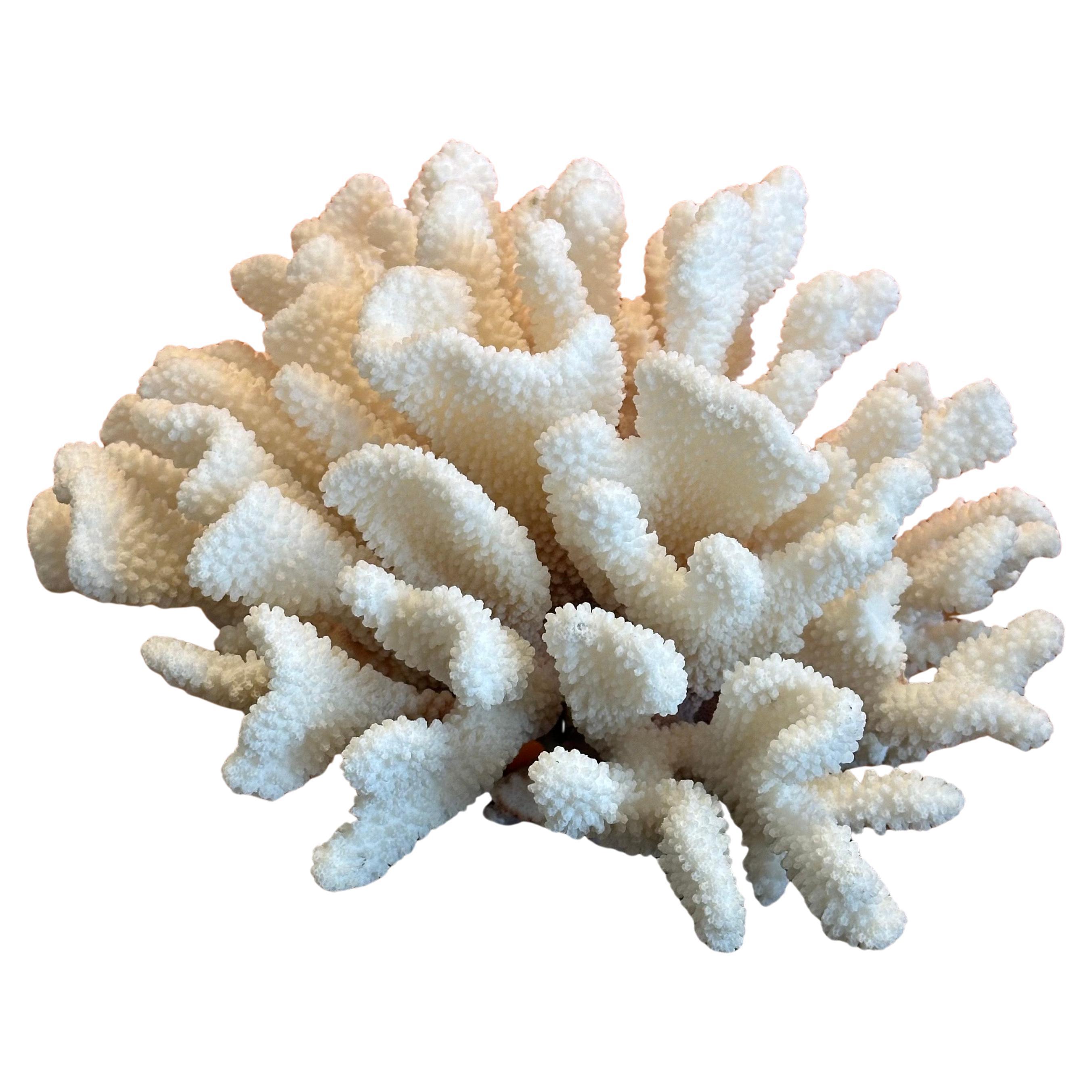 Grande esemplare di corallo marino bianco naturale 5