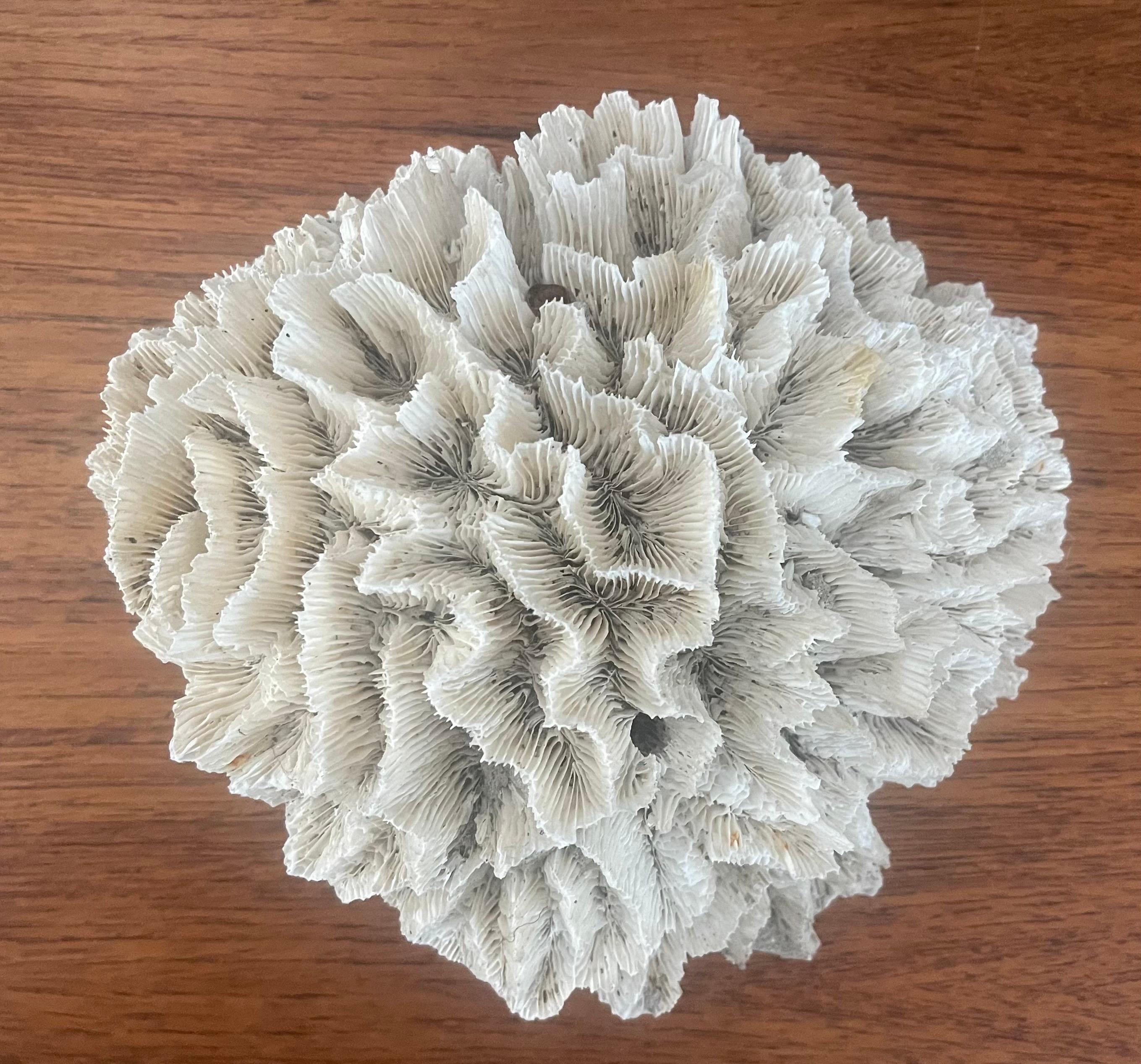 A rare and large natural white sea coral specimen, circa 1970s. The piece is in great condition and measures 8.5