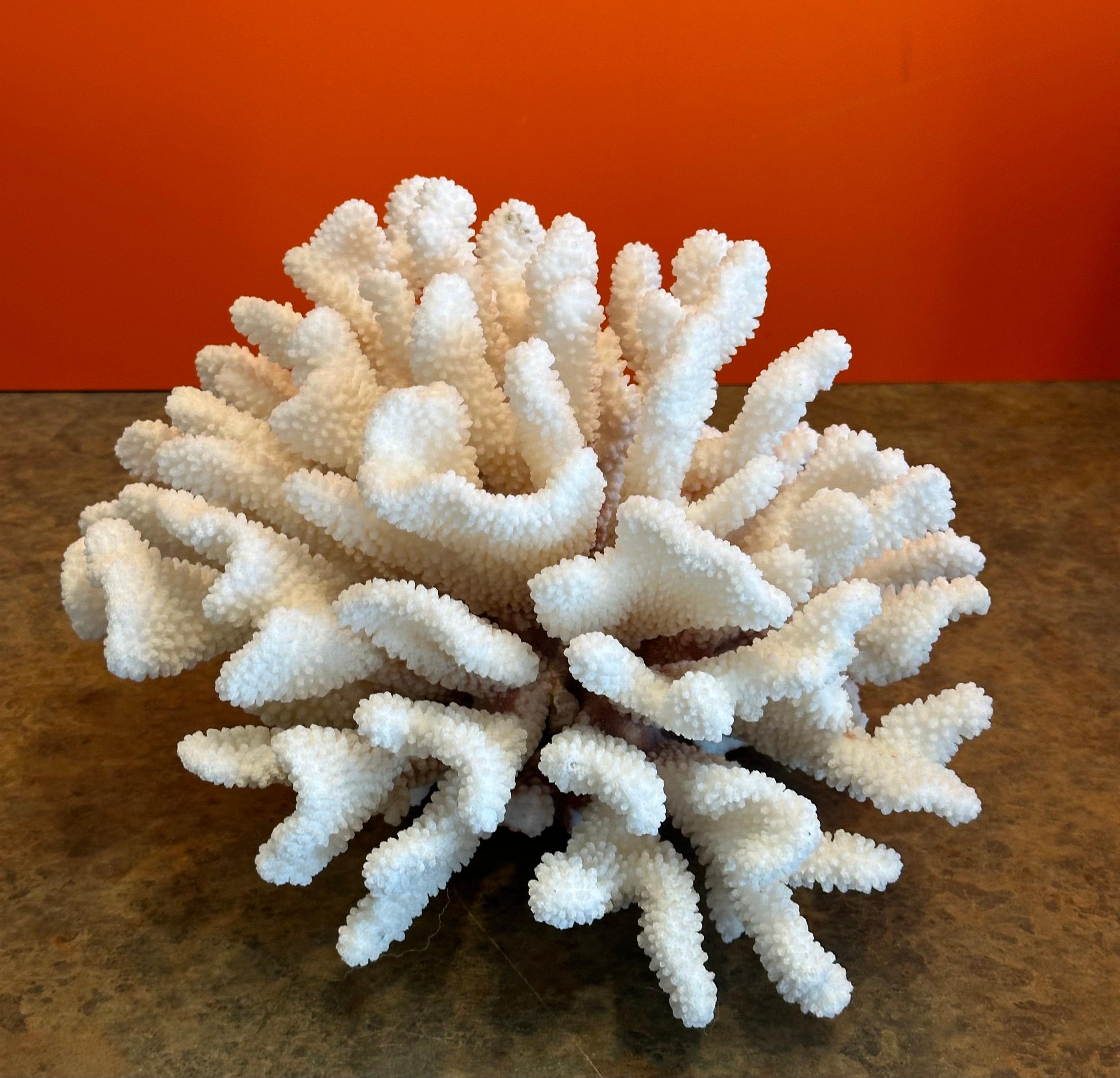 Un raro e grande esemplare di corallo marino bianco naturale, circa anni '70. Il pezzo è in ottime condizioni e misura 12 