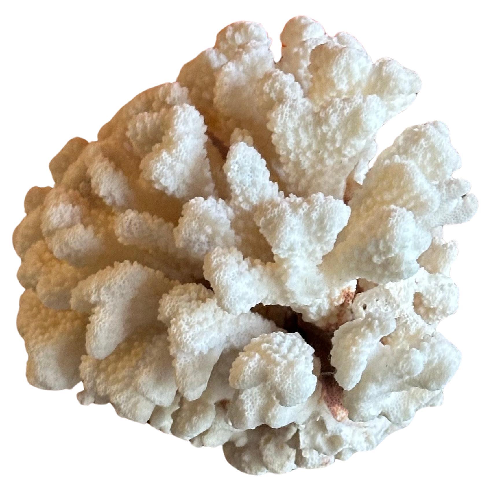 Ein seltenes und großes Exemplar einer natürlichen weißen Meereskoralle, ca. 1970er Jahre. Das Stück ist in gutem Zustand und misst 8 