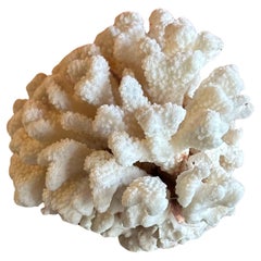 Large Natural White Sea Coral Specimen