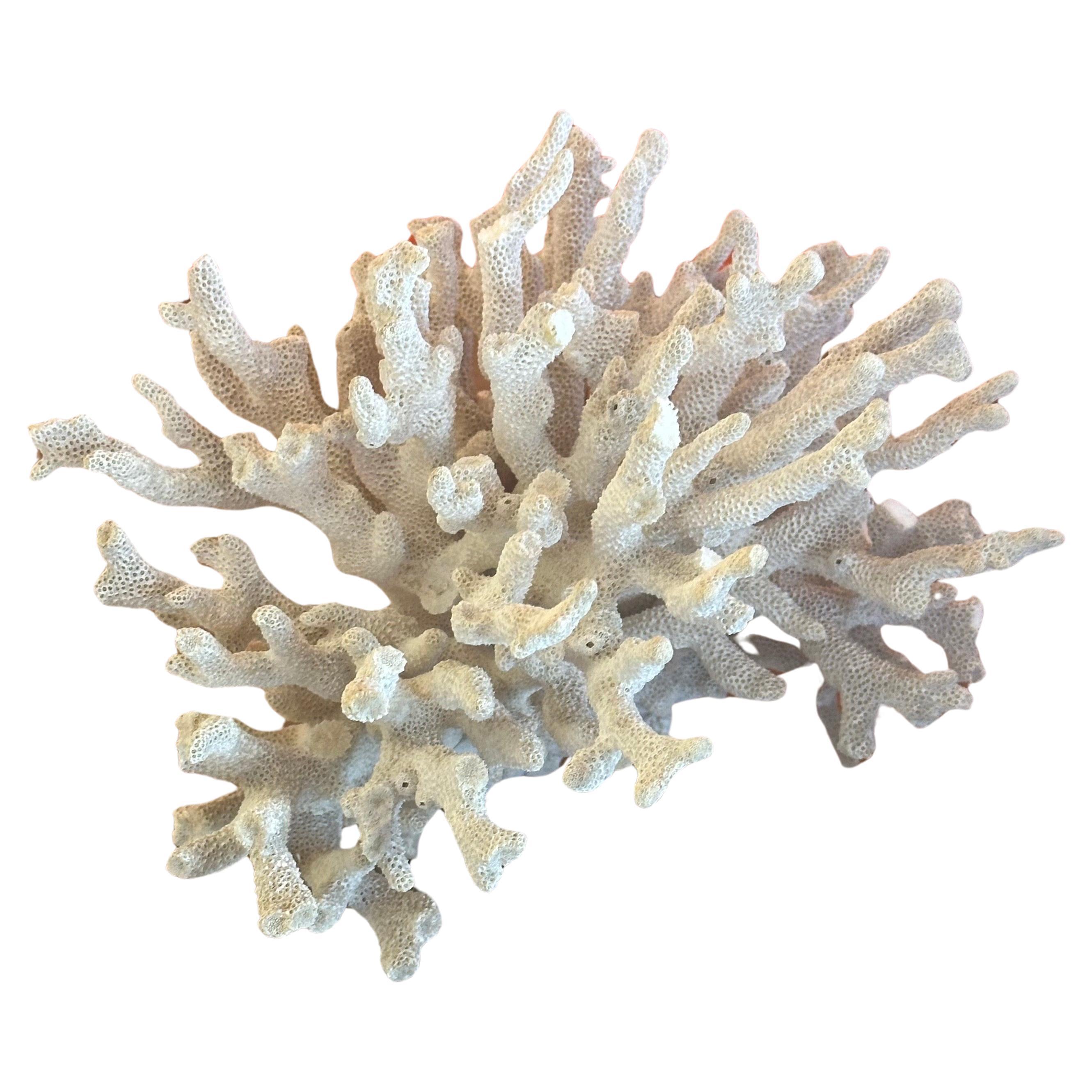 Ein großes Exemplar einer natürlichen weißen Meereskoralle, ca. 1970er Jahre. Das Stück ist in gutem Zustand und misst 9,5 