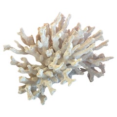 Large Natural White Sea Coral Specimen