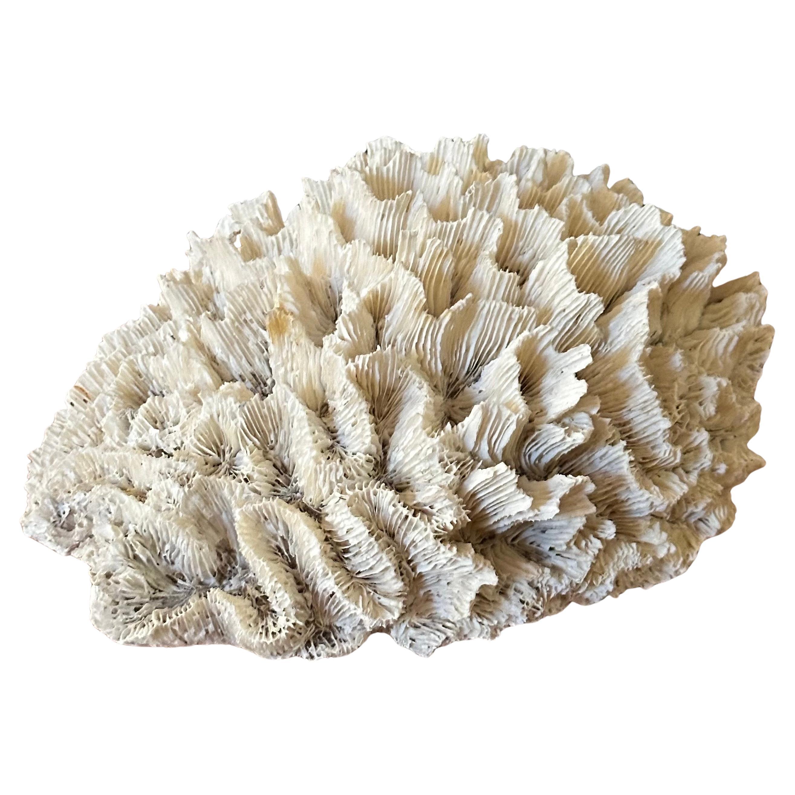 Un raro y gran ejemplar de coral marino blanco natural, de hacia la década de 1970. La pieza está en muy buen estado y mide 8,5