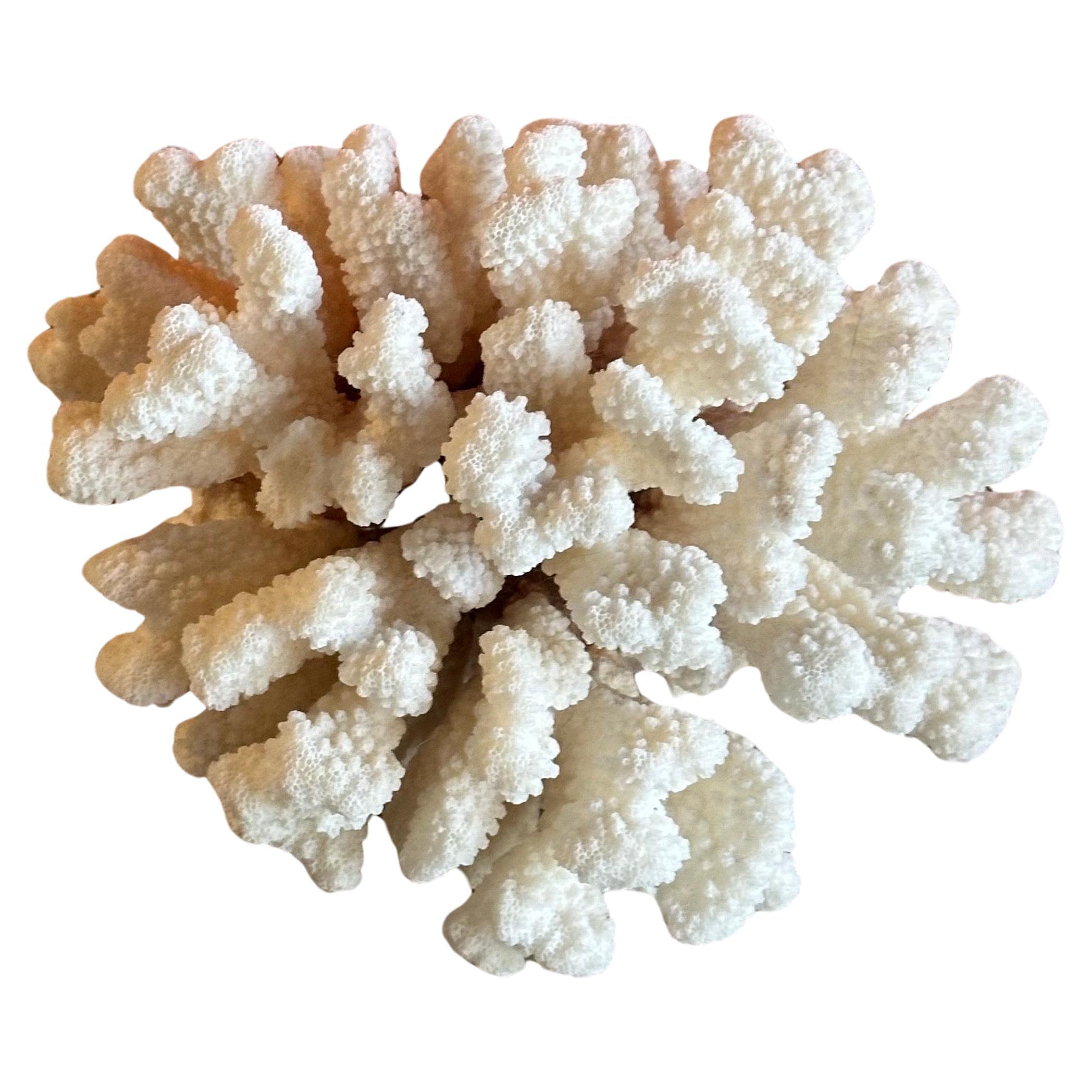 Hollywood Regency Large Natural White Sea Coral Specimen For Sale