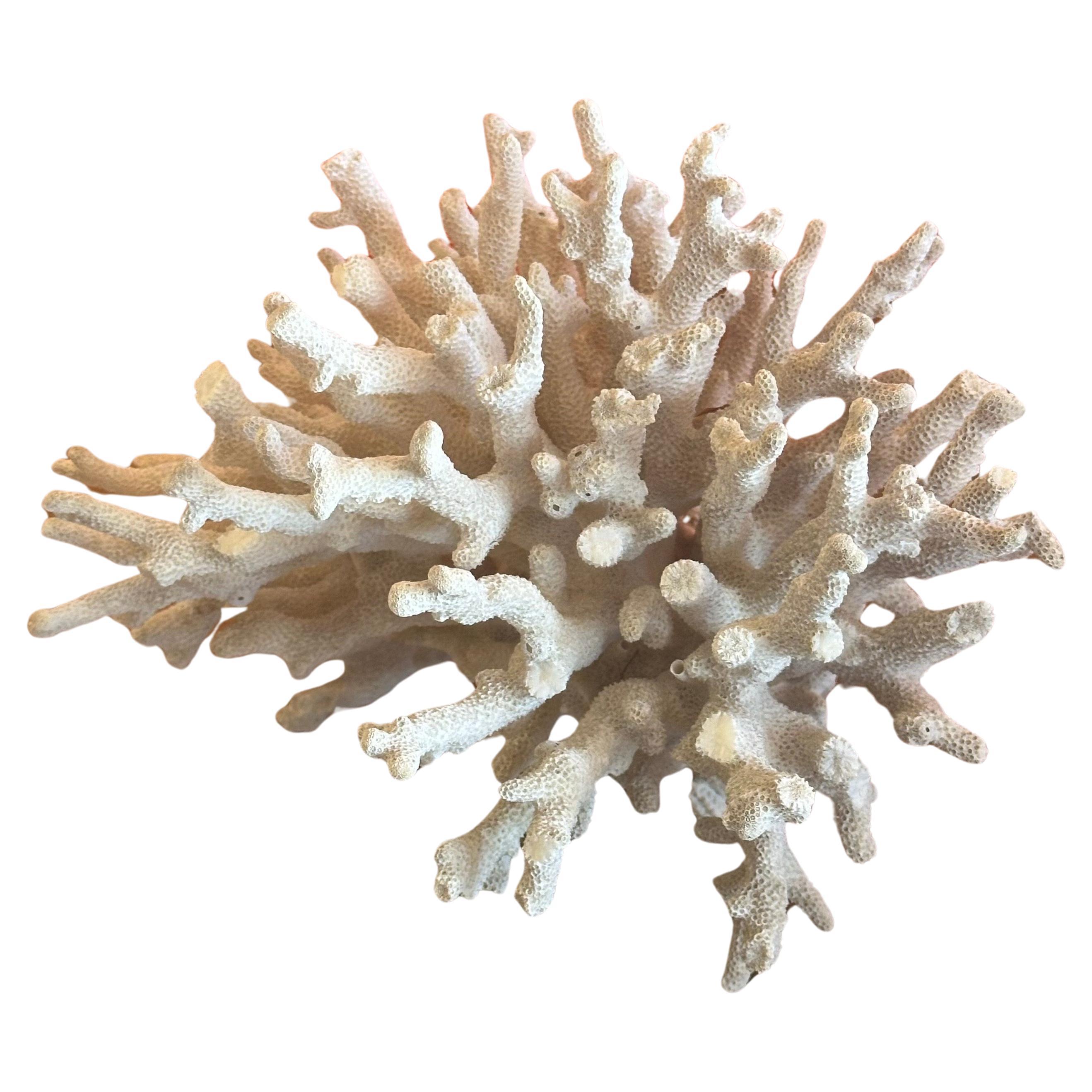 Hollywood Regency Large Natural White Sea Coral Specimen For Sale