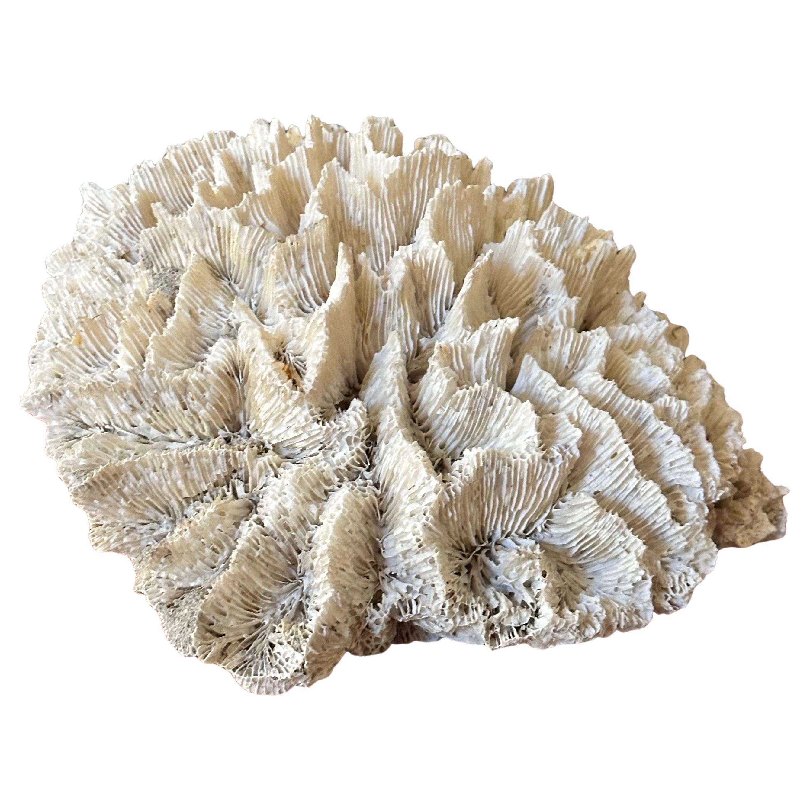 Gran espécimen de coral marino blanco natural Regencia de Hollywood en venta
