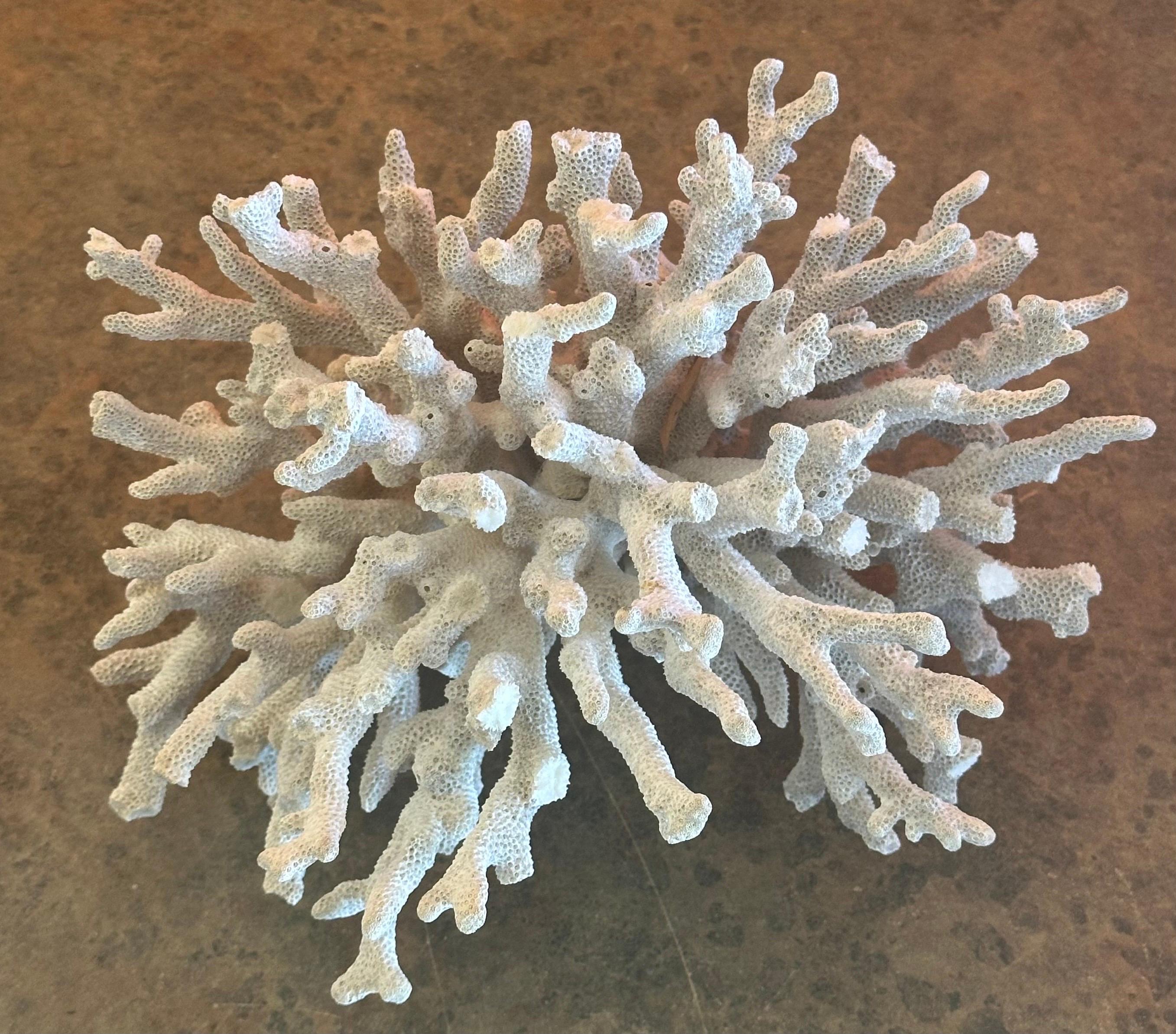 American Large Natural White Sea Coral Specimen For Sale