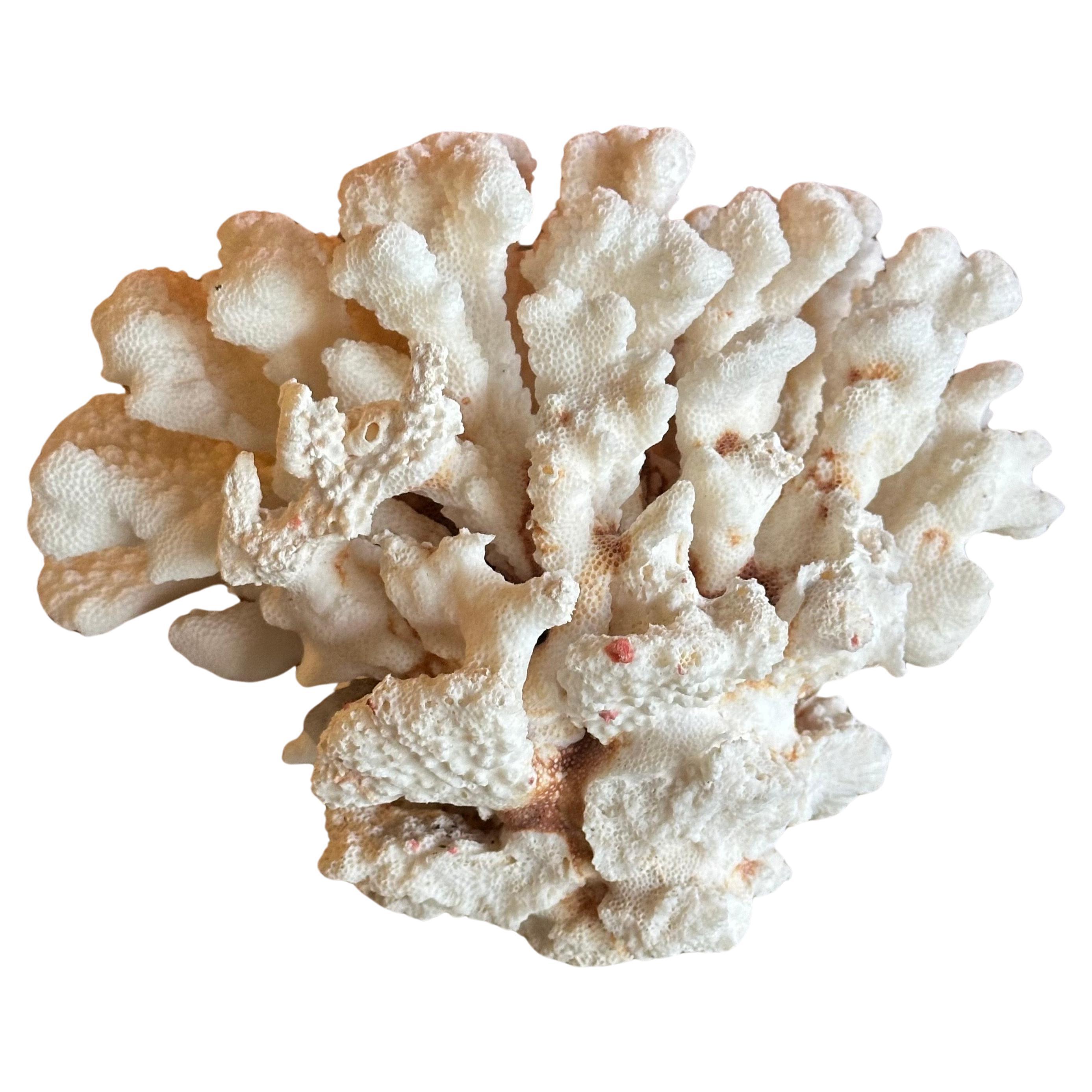 Großes natürliches weißes Meereskorallen-Exemplar (amerikanisch)
