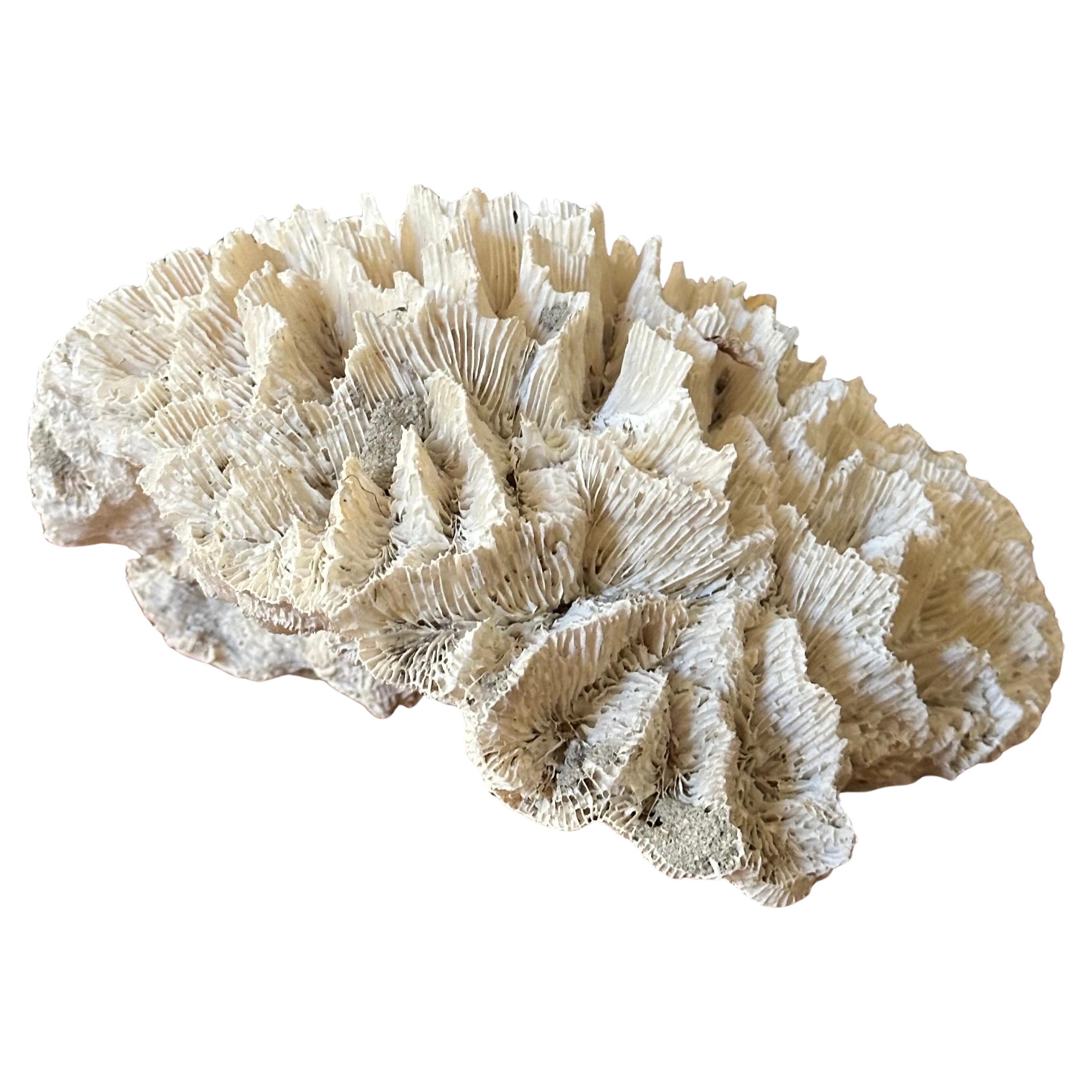 Gran espécimen de coral marino blanco natural Estadounidense en venta