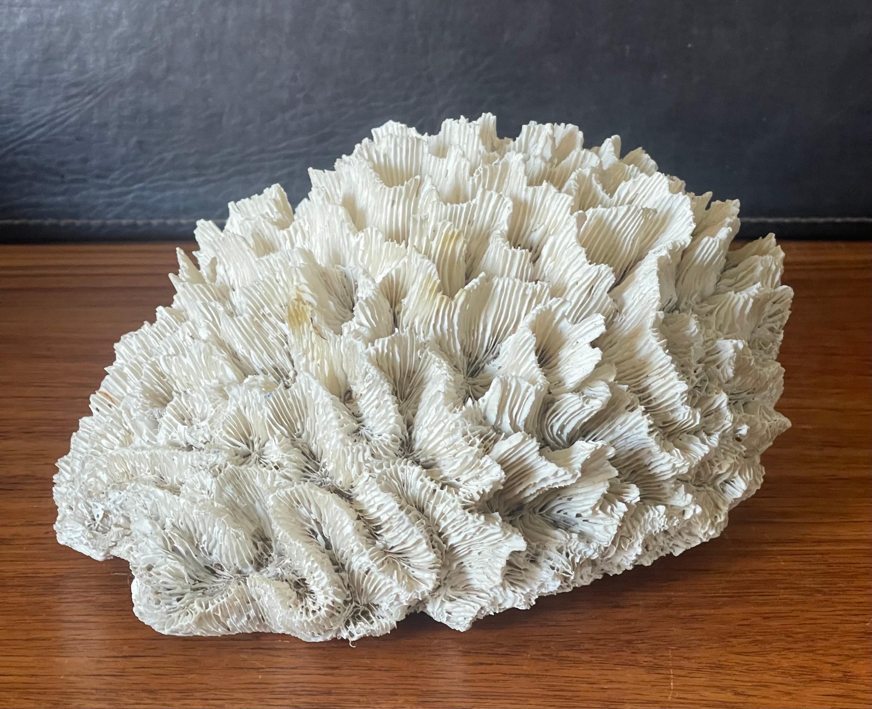 American Large Natural White Sea Coral Specimen