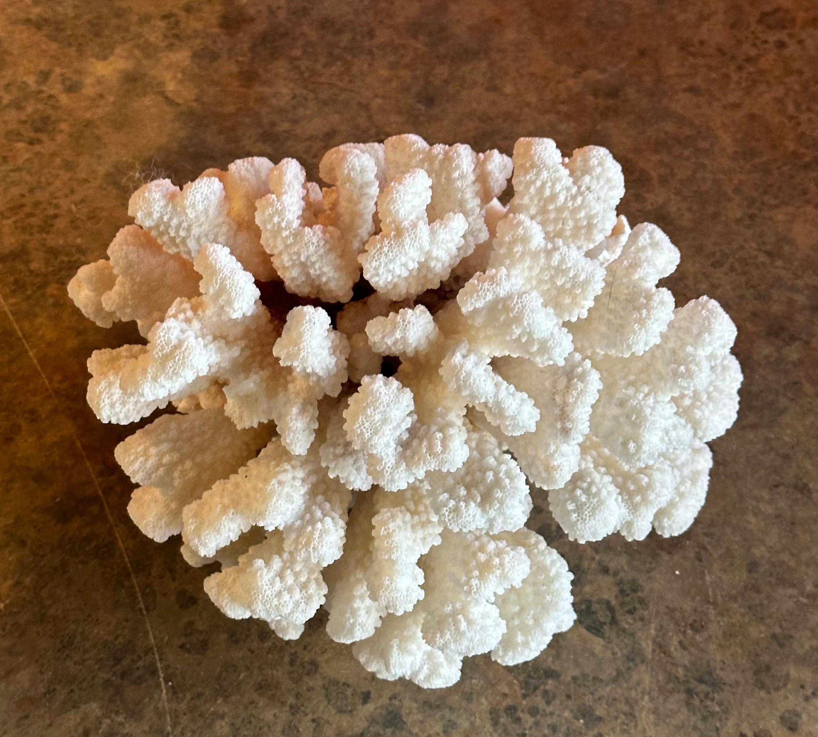 Großes natürliches weißes Meereskorallen-Exemplar im Zustand „Gut“ in San Diego, CA