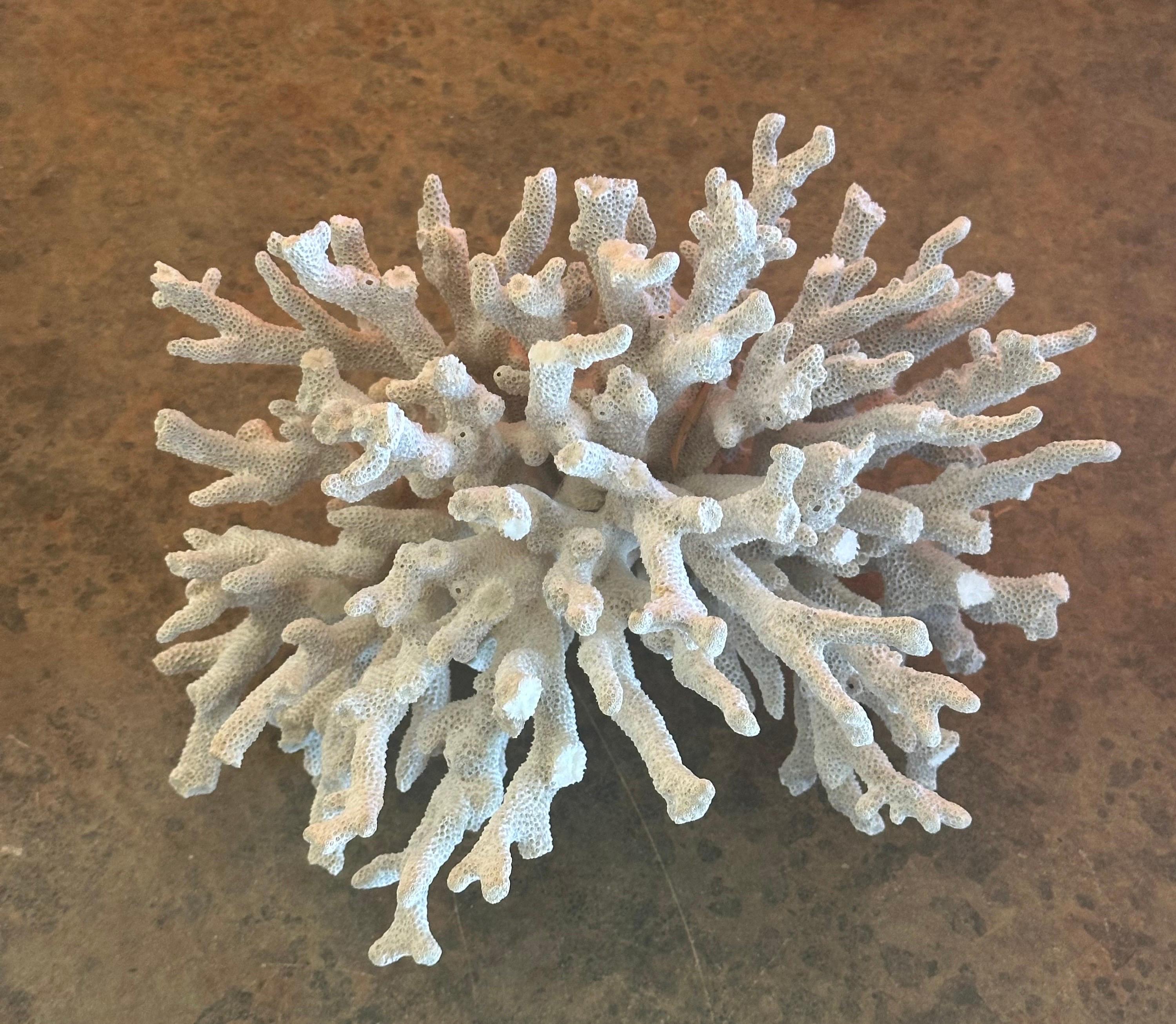 Großes natürliches weißes Meereskorallen-Exemplar im Zustand „Gut“ im Angebot in San Diego, CA