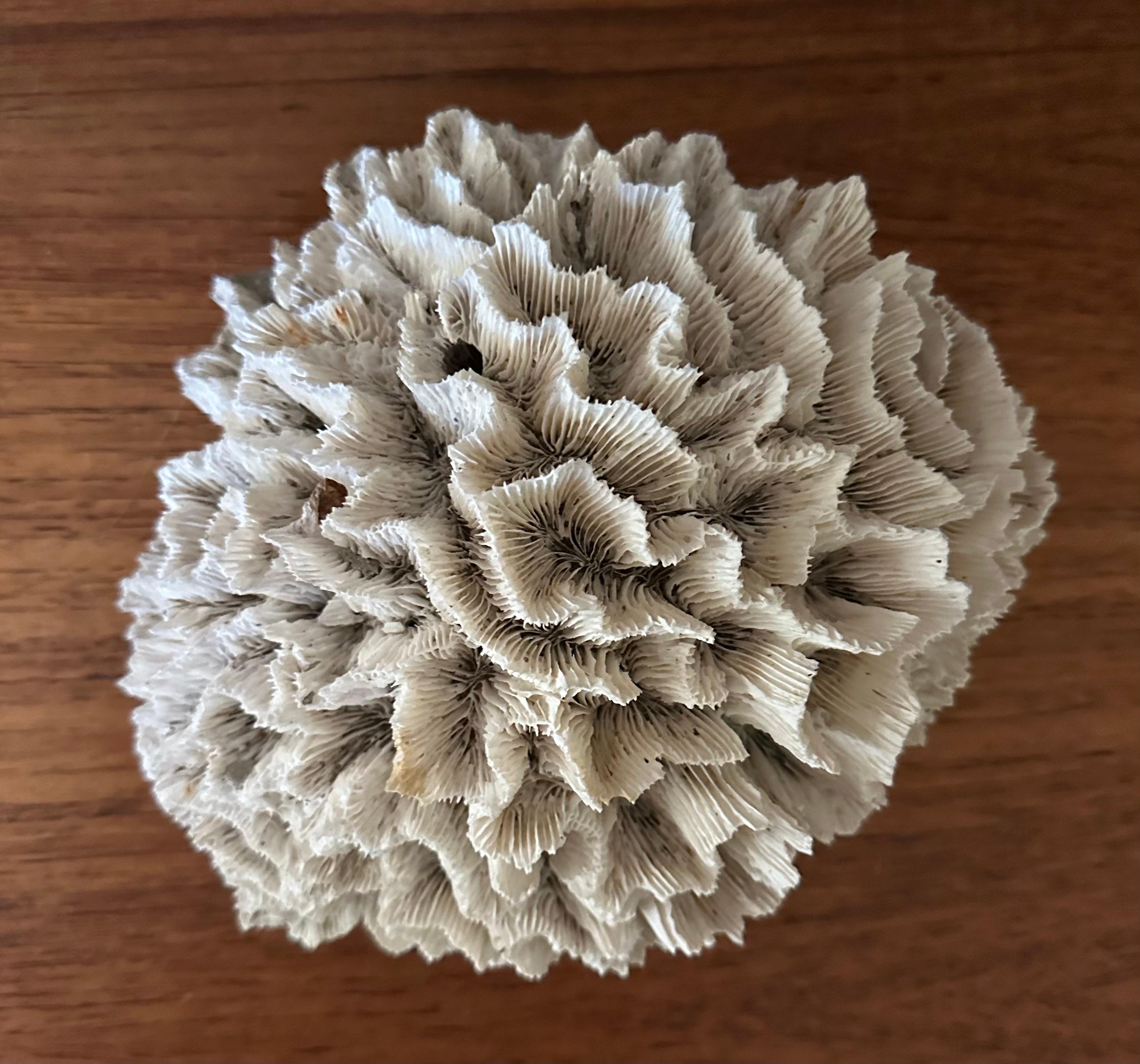 Gran espécimen de coral marino blanco natural en Bueno estado para la venta en San Diego, CA