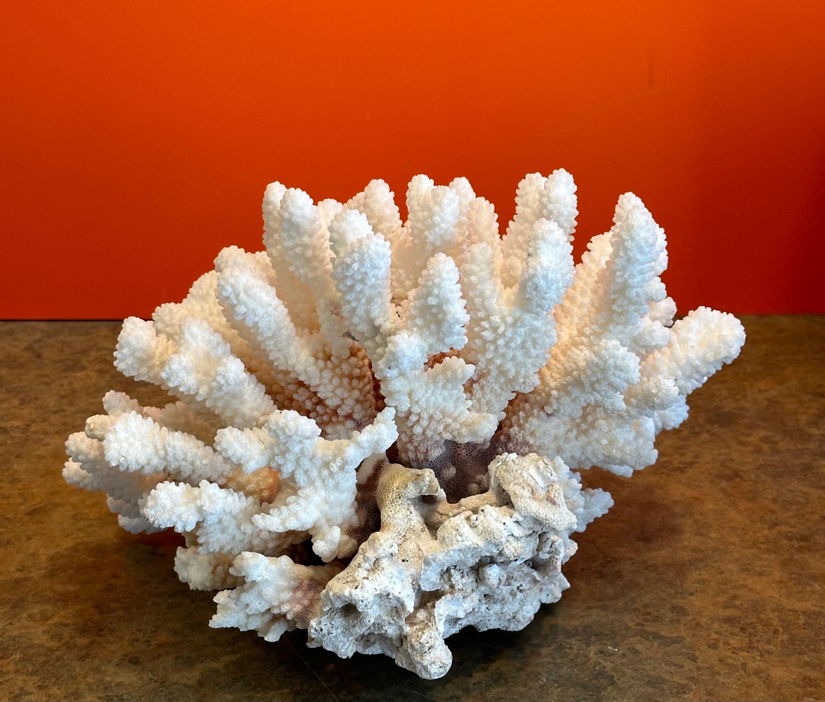 Grande esemplare di corallo marino bianco naturale In condizioni buone a San Diego, CA