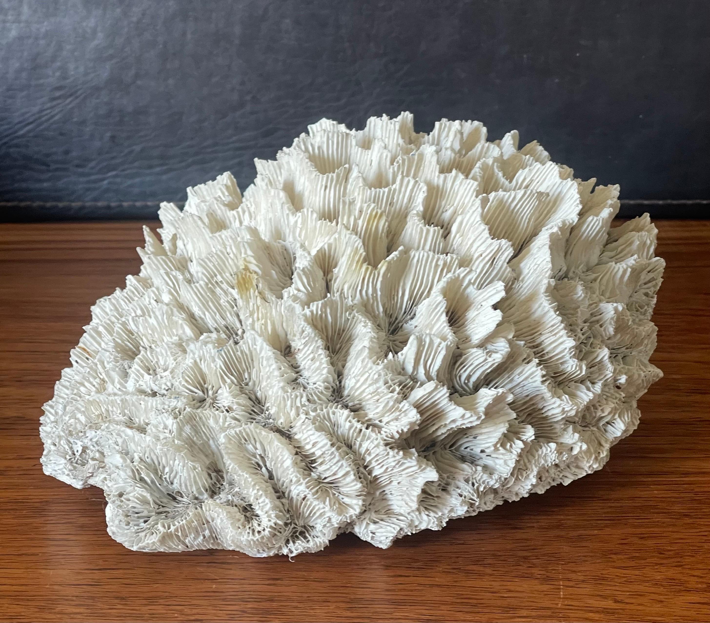 Large Natural White Sea Coral Specimen In Good Condition In San Diego, CA