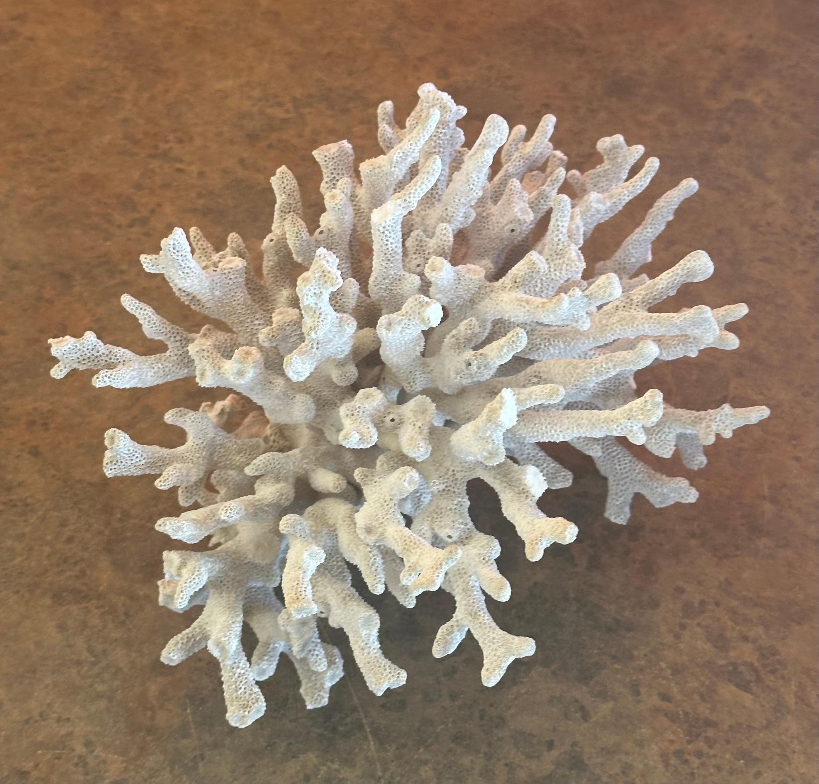 20th Century Large Natural White Sea Coral Specimen For Sale
