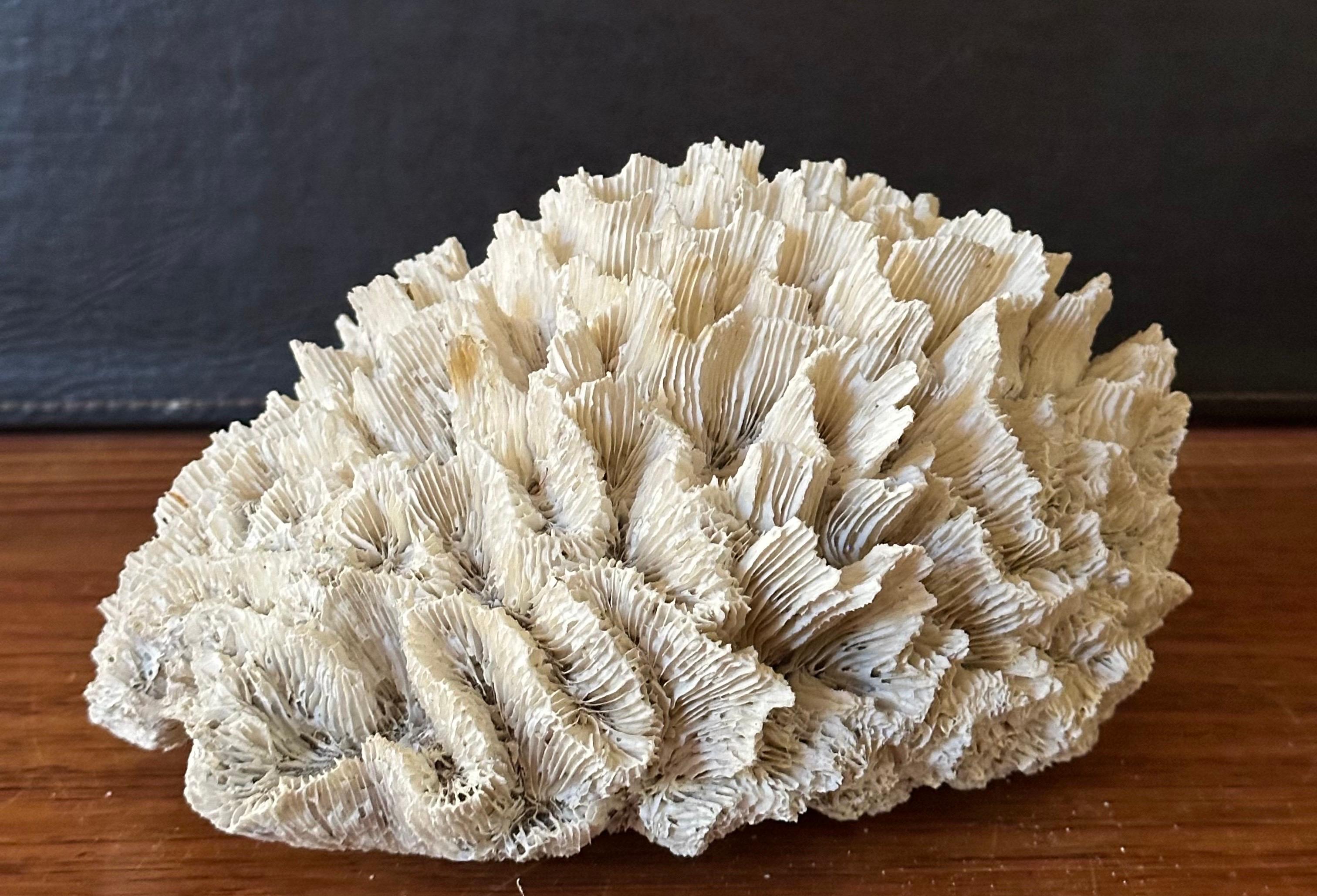 Gran espécimen de coral marino blanco natural siglo XX en venta