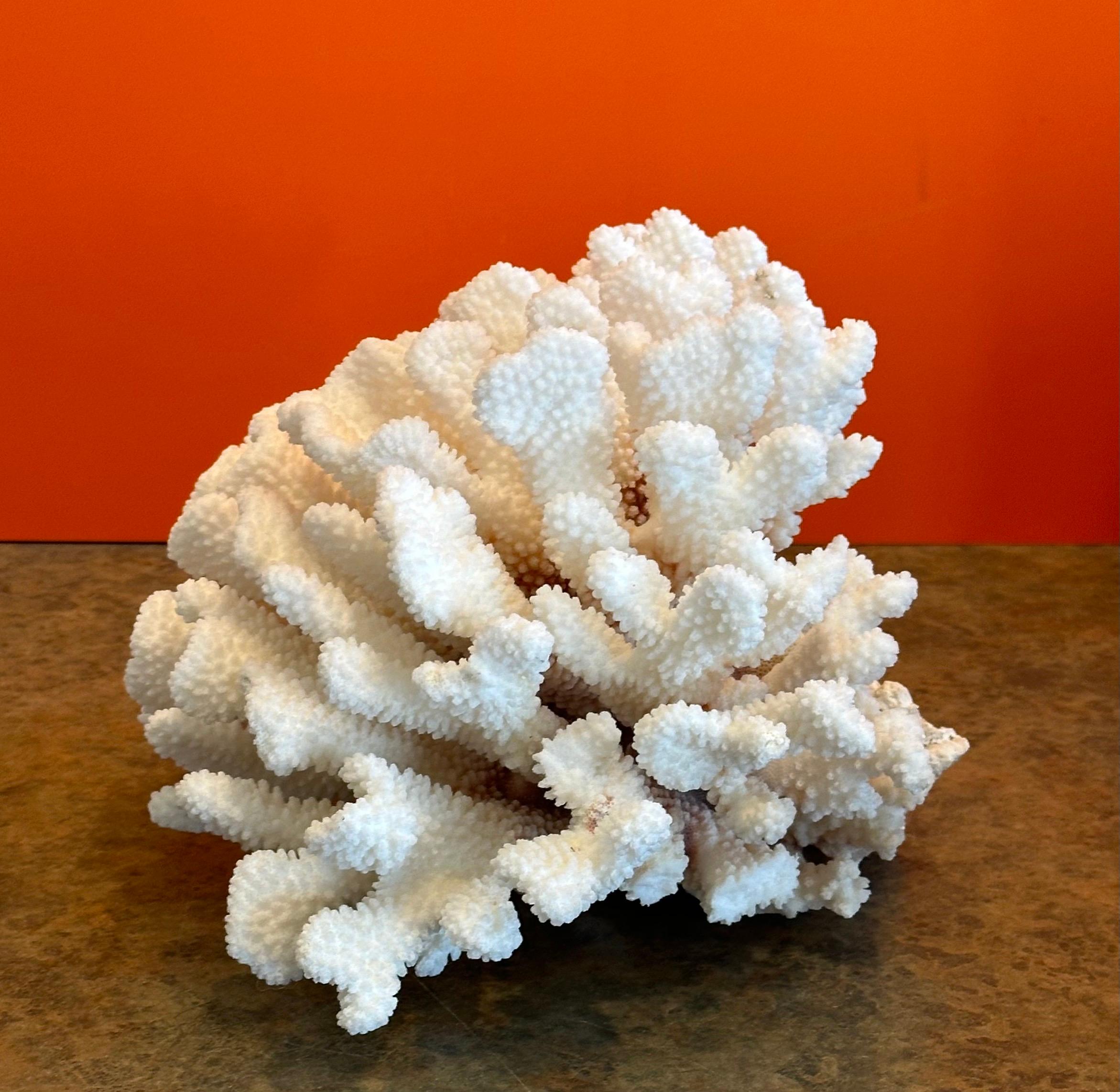 XX secolo Grande esemplare di corallo marino bianco naturale