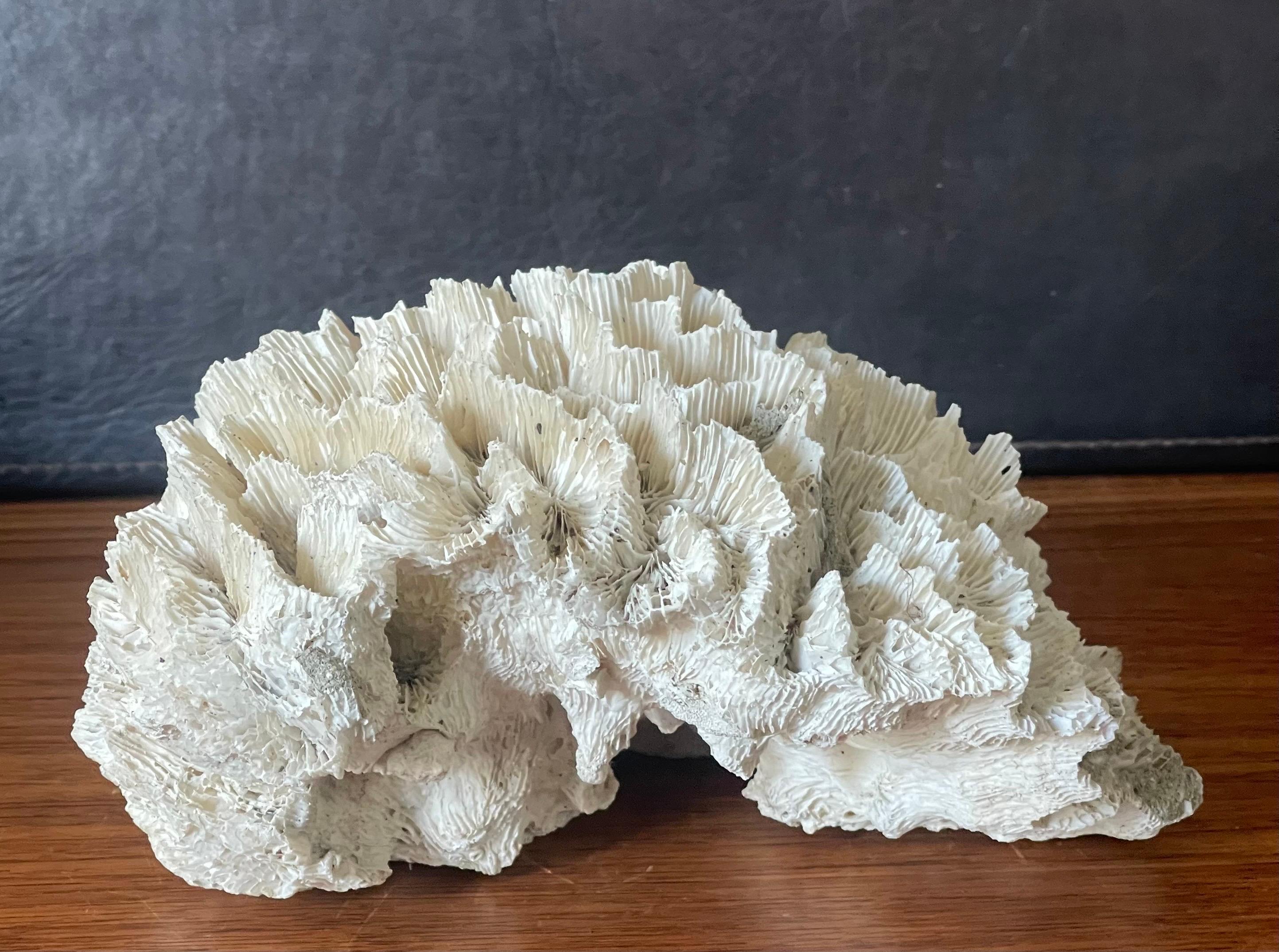 20th Century Large Natural White Sea Coral Specimen