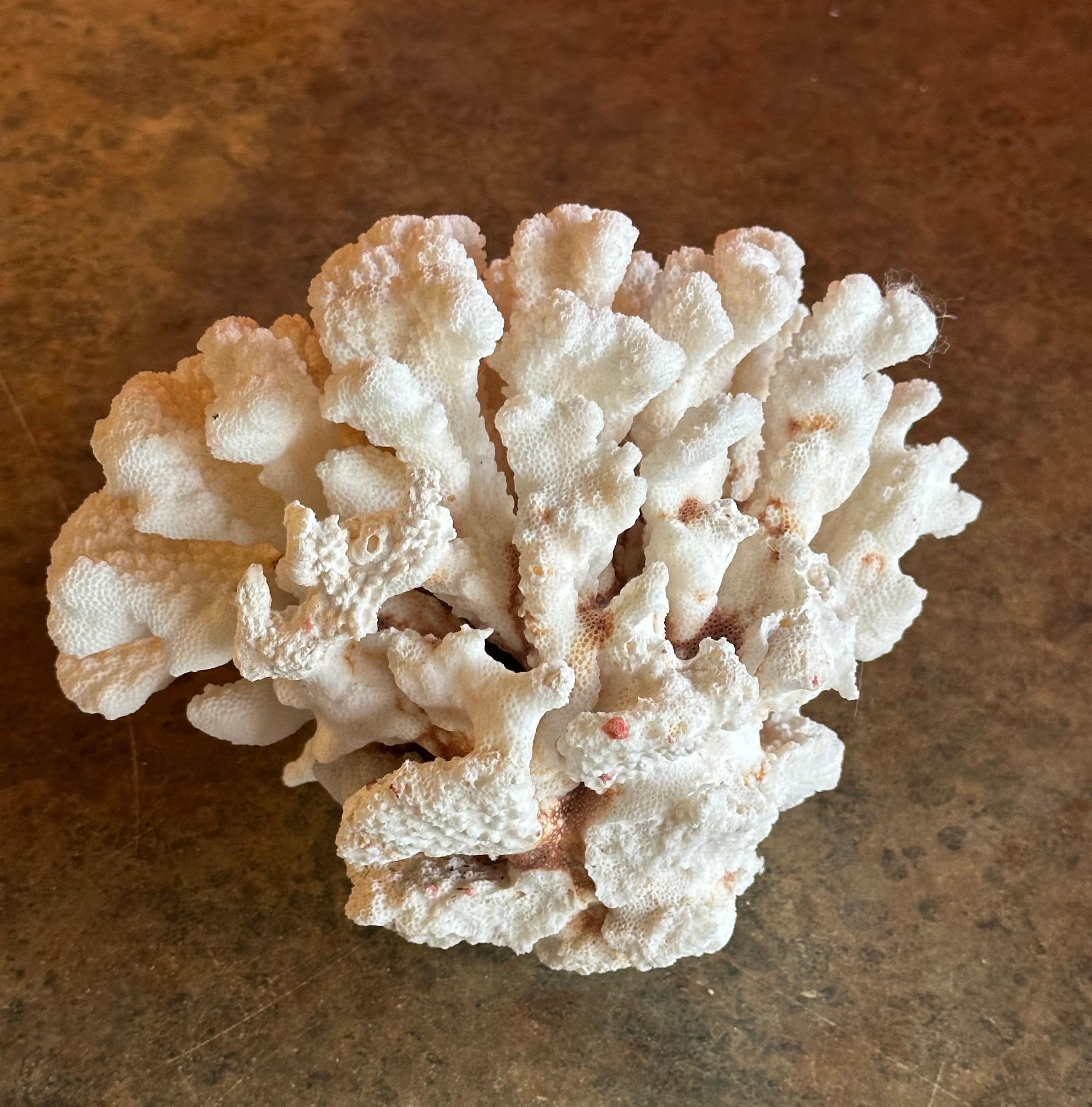 Großes natürliches weißes Meereskorallen-Exemplar (Koralle)